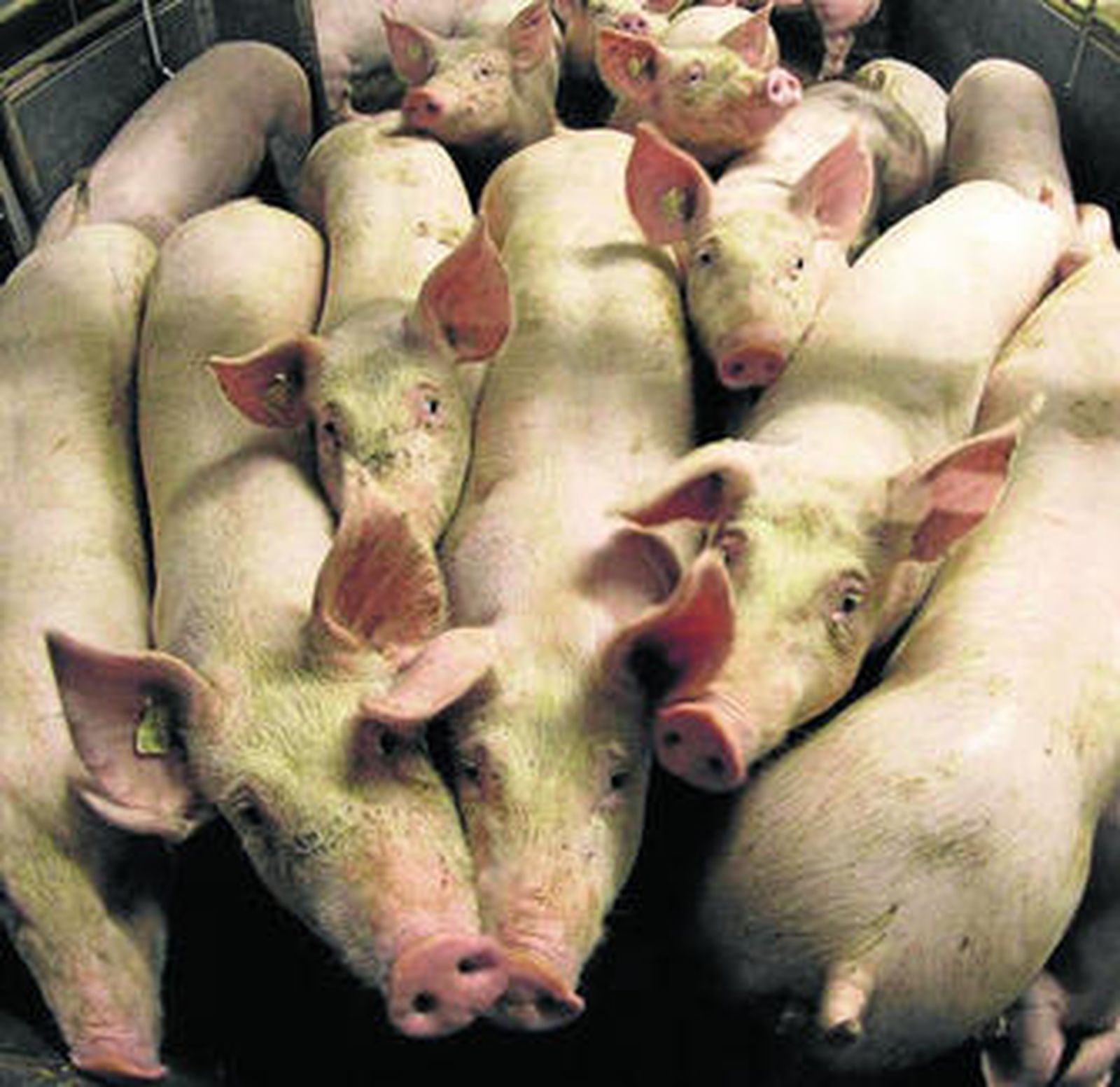 Cerdos de una granja del oeste de Alemania.