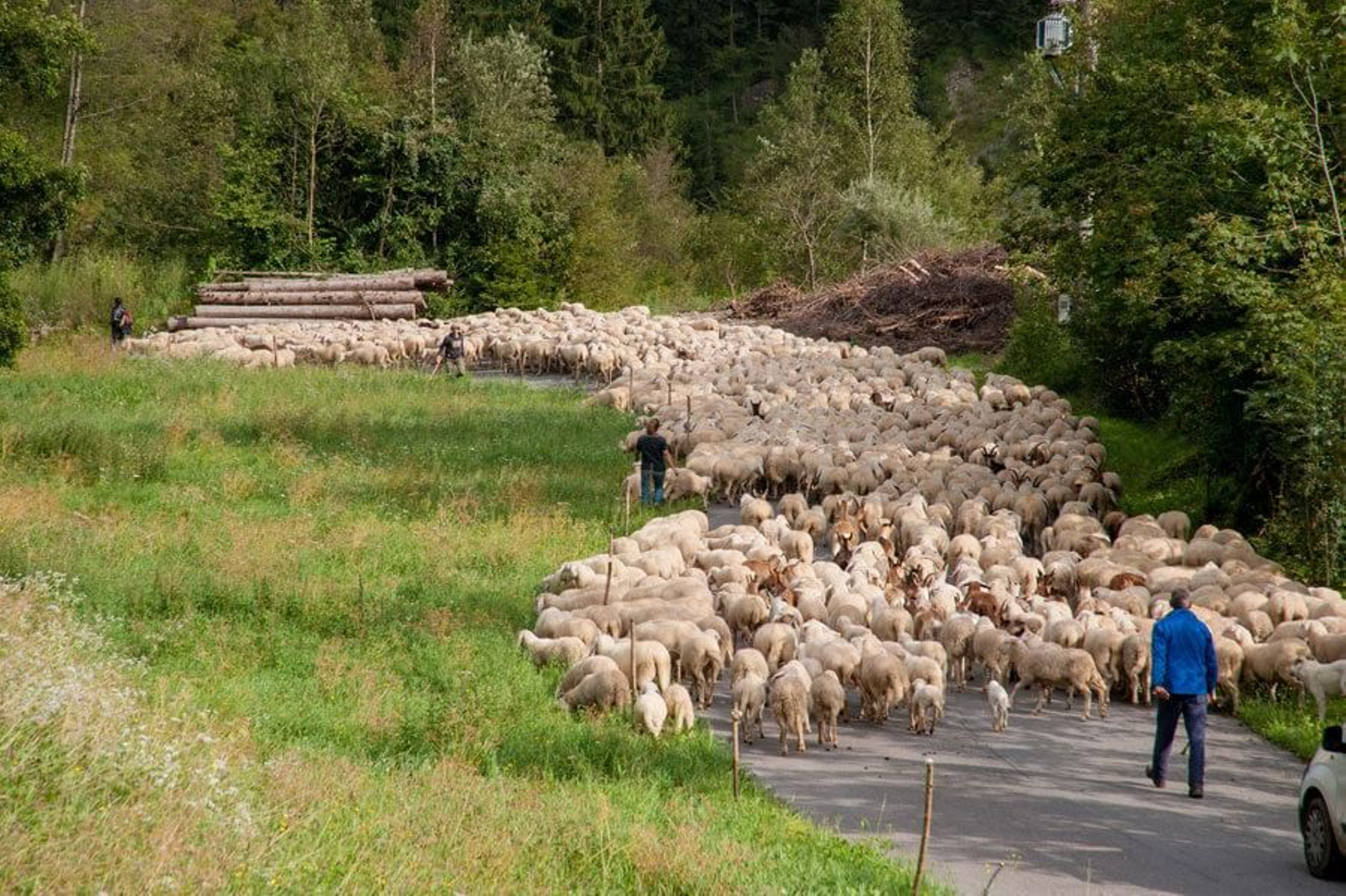 Acompaña a cientos de reses durante su trayecto por diferentes puntos de la sierra jiennense.