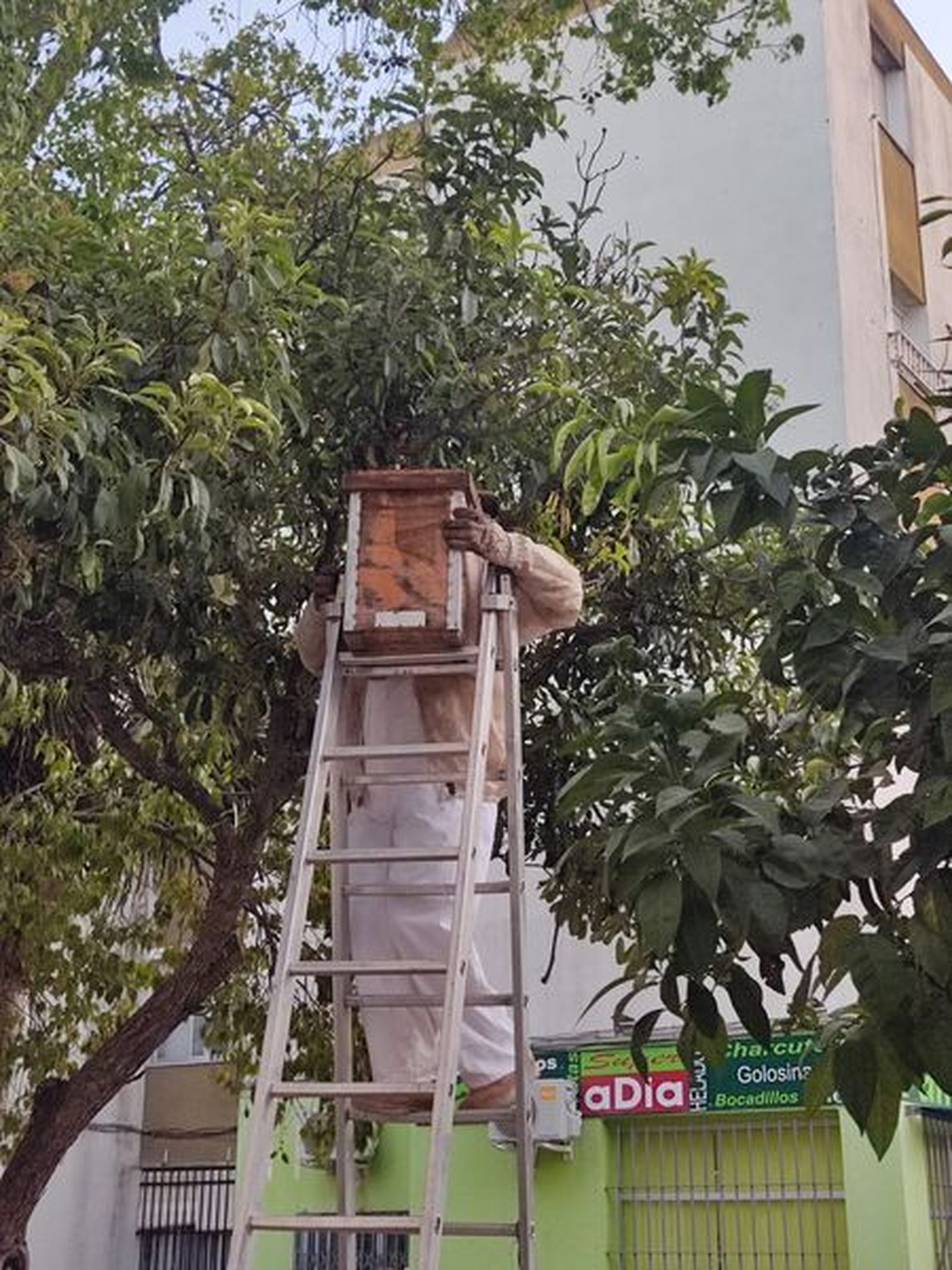 El apicultor, retirando el enjambre de abejas de La Granja.