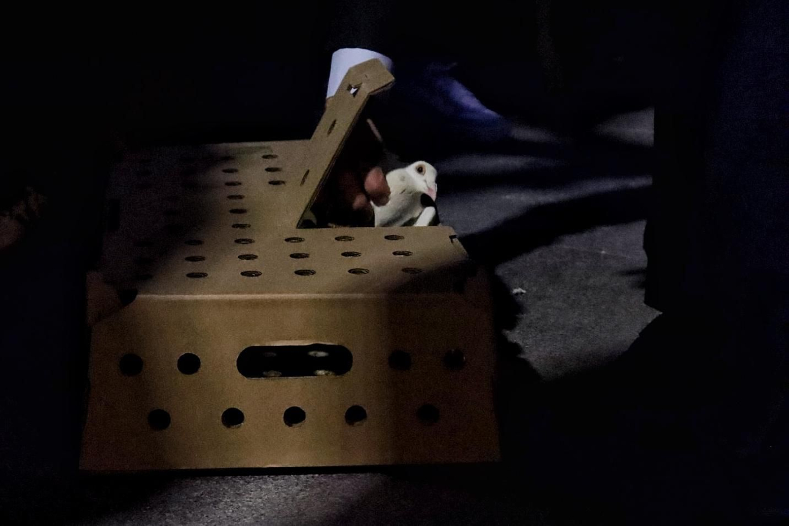 La Paloma en el Miércoles Santo de Málaga, en fotos