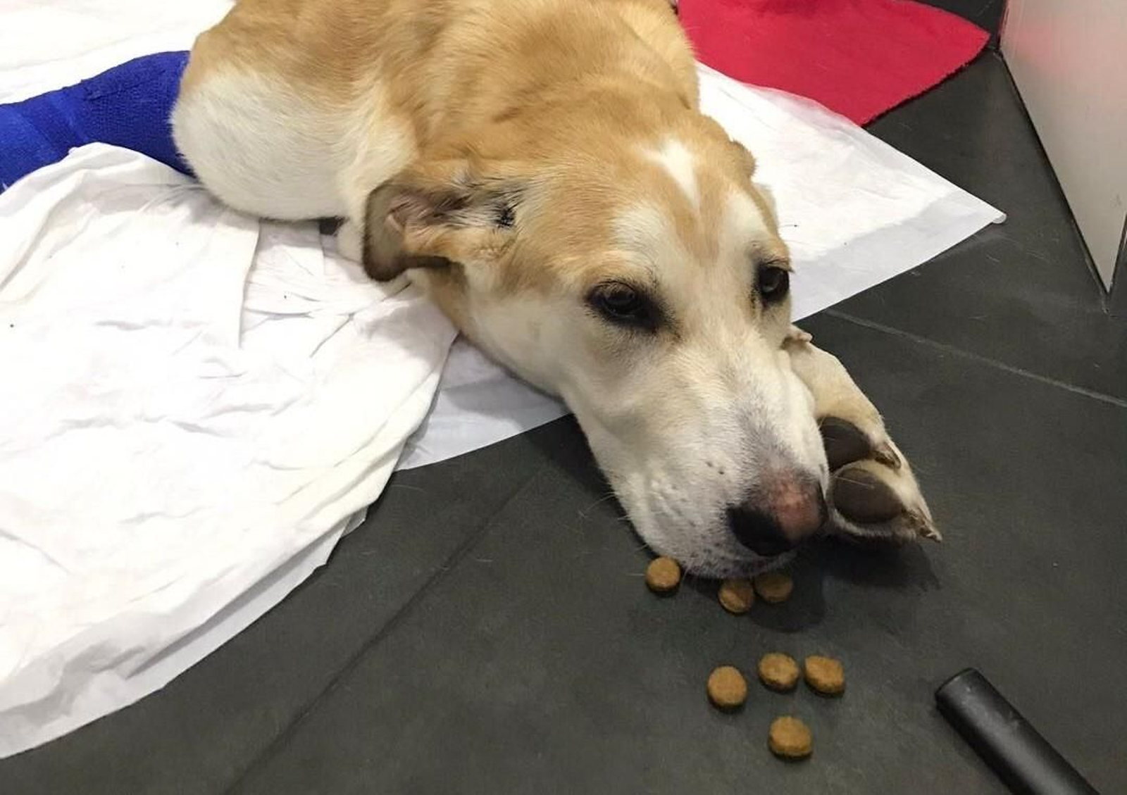 La perrita Lea, la perra herida que una mujer arrojó por un tercer piso en Huelva.