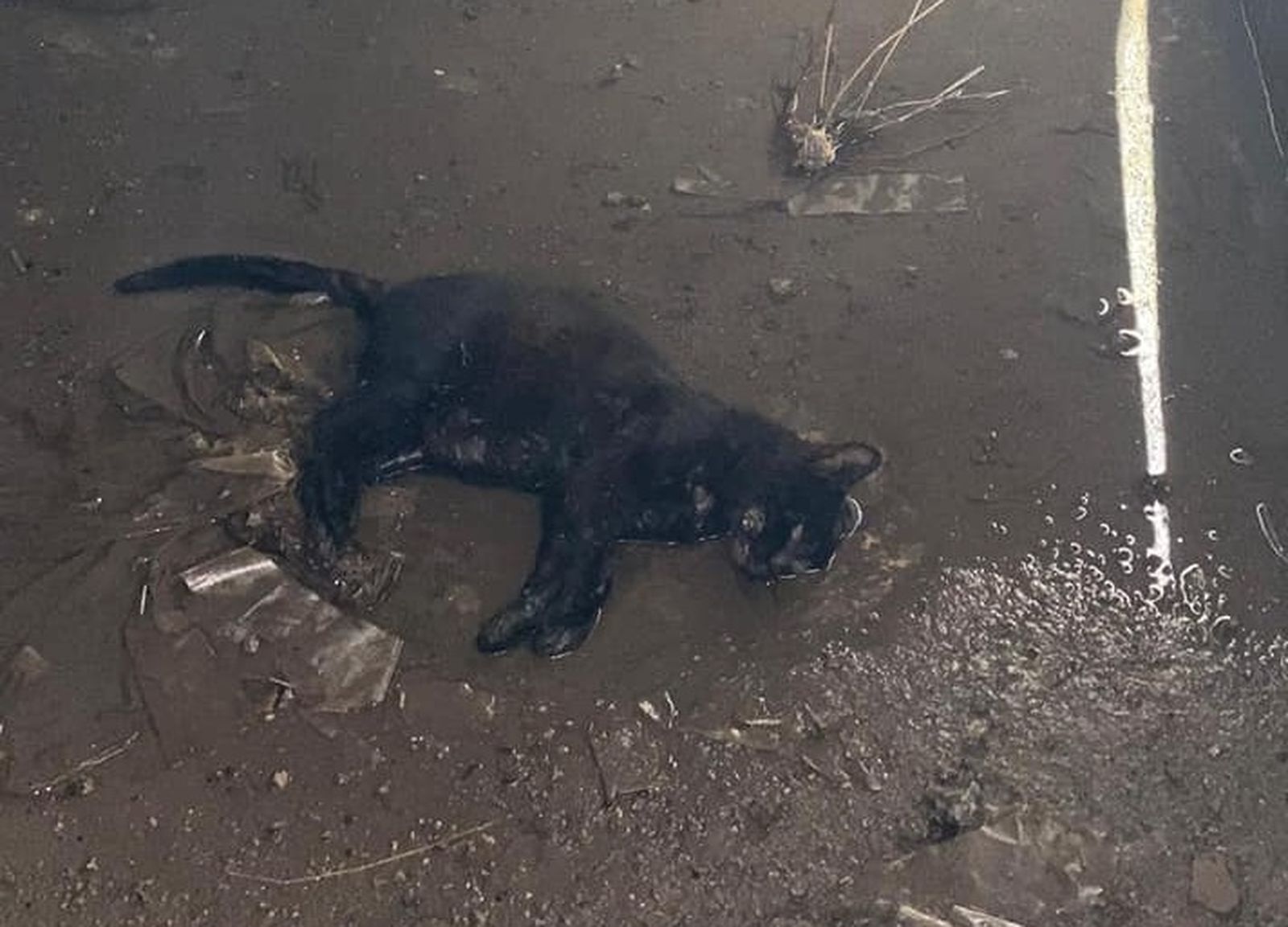Uno de los gatos envenenados en Peñarroya-Pueblonuevo.
