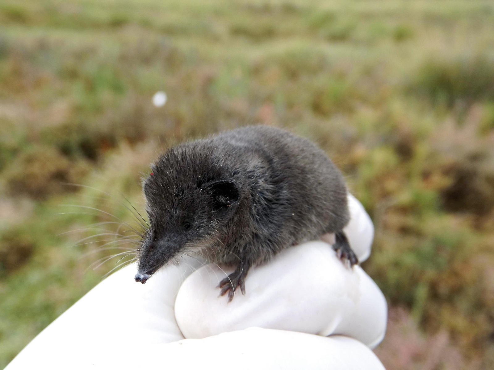 Ejemplar de la musaraña marismeña en Marismas del Odiel