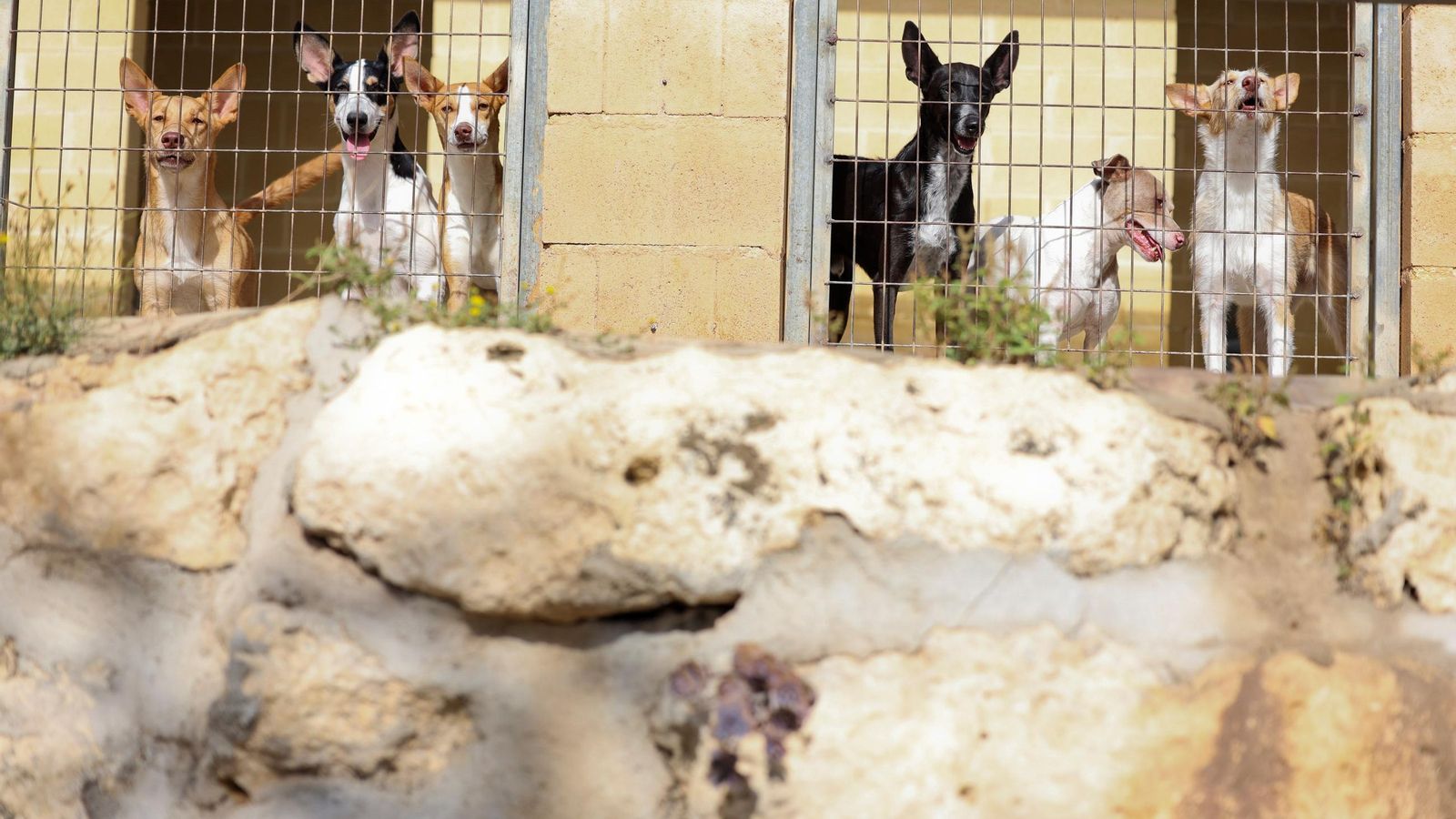 Los perros que buscan familia en la protectora de Animales de Málaga