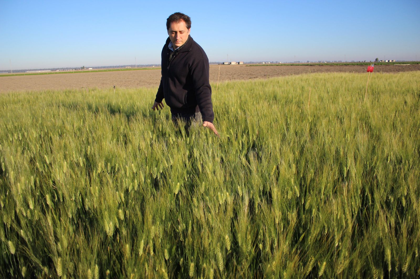 Fitosanitarios, necesarios  para asegurar el abastecimiento  alimentario.