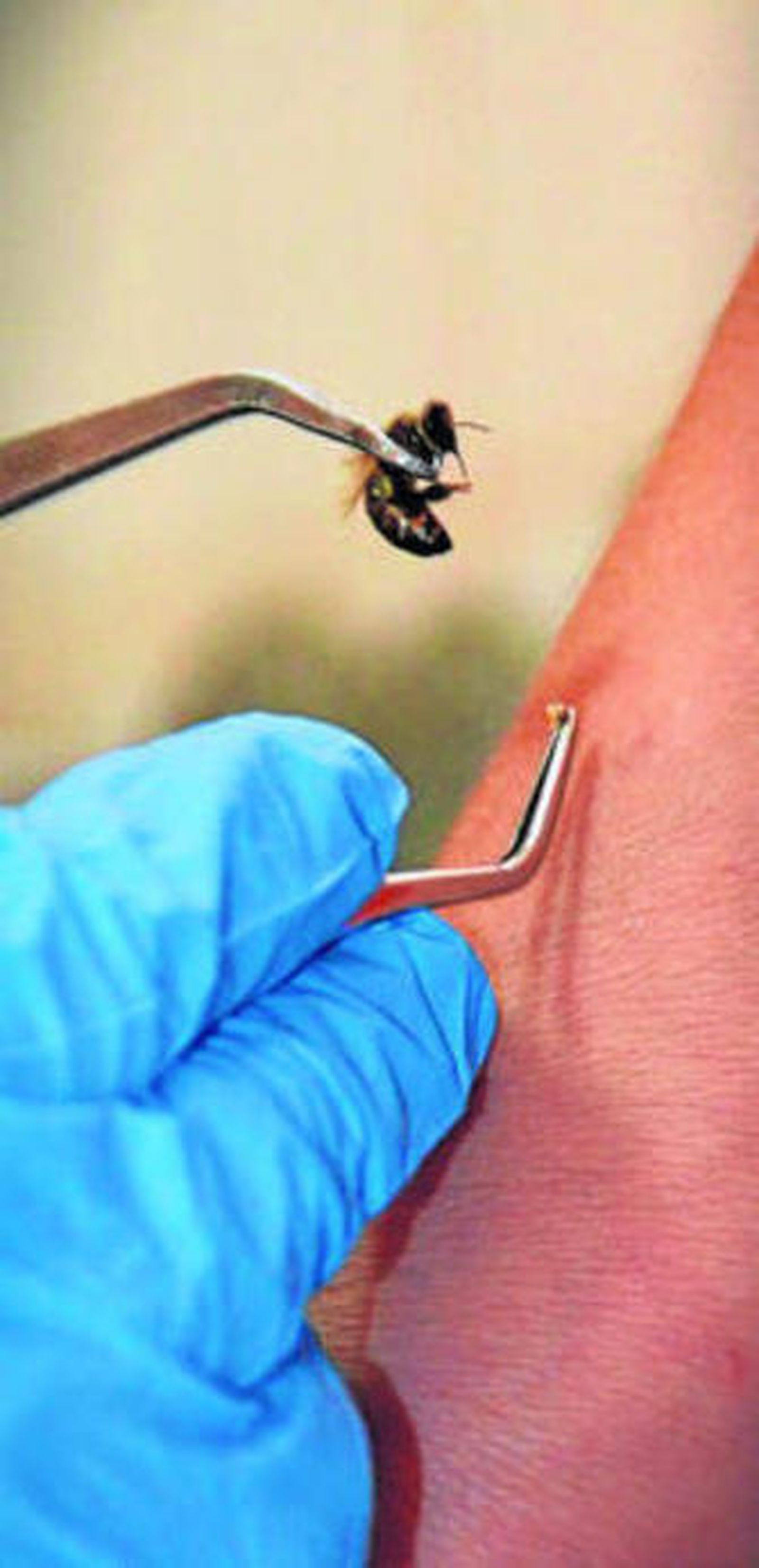 1. Sergio Guerrero es un emprendedor de Cúllar Vega que ha tenido mucho éxito en el inicio de su proyecto empresarial. 2 y 3. Las abejas cuentan con un elevado protagonismo en la técnica empleada.