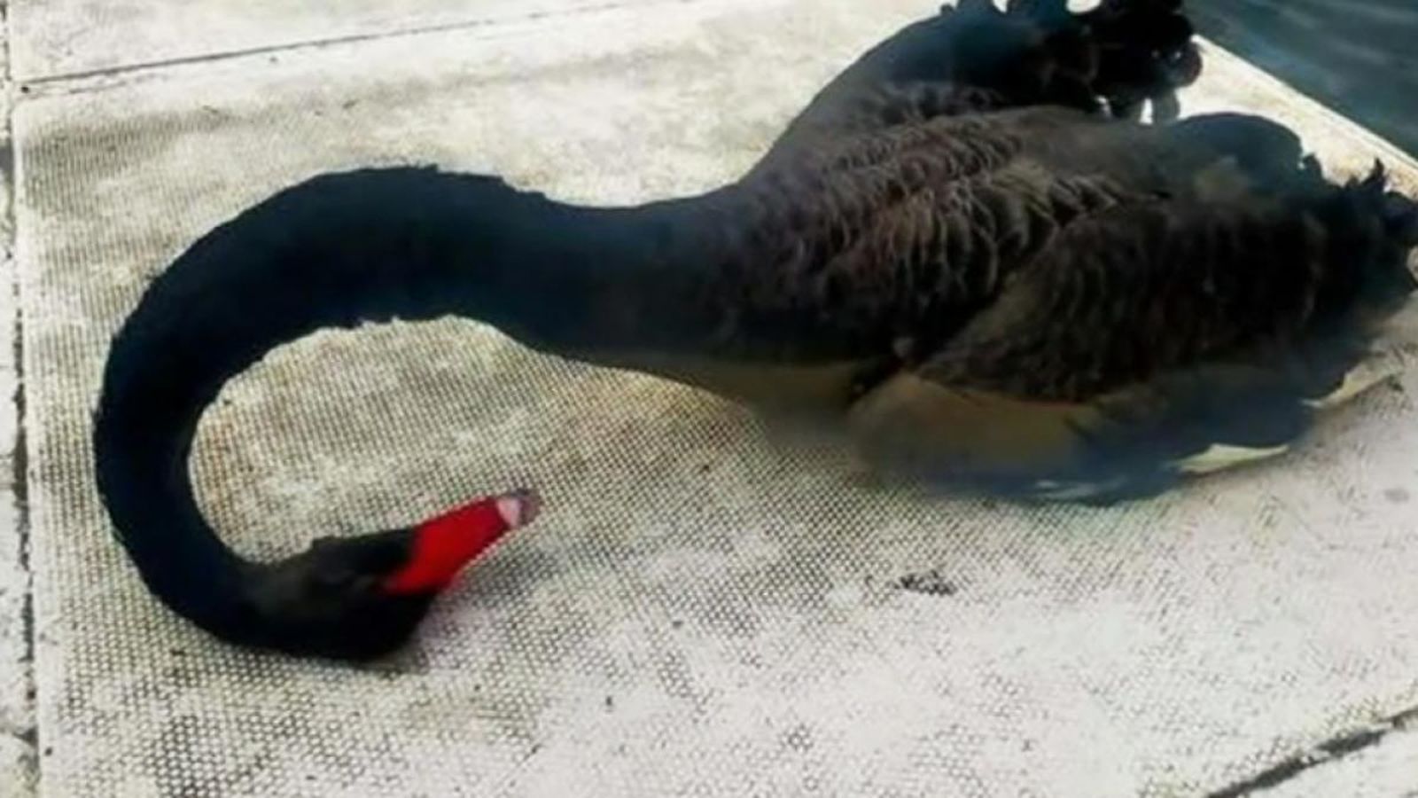 Muere un cisne negro tras recibir palazos y Libertad Animal protesta en Irun