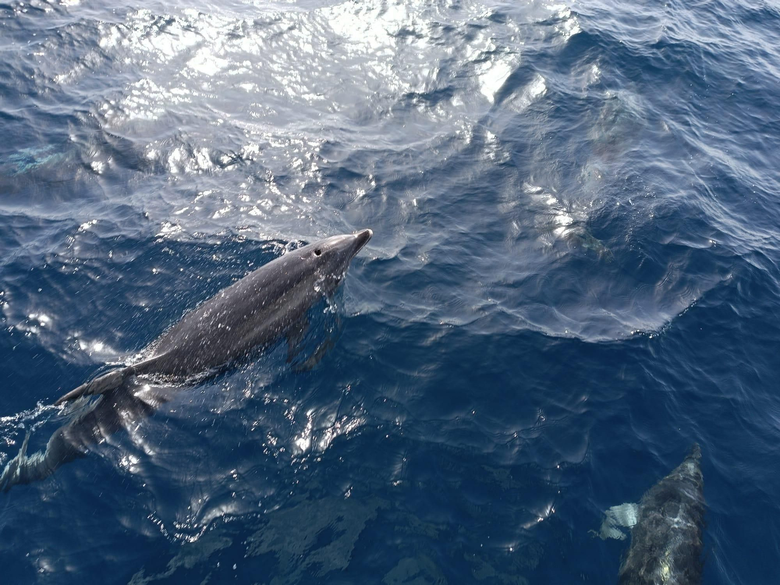 Avistamiento de cetáceos y aves por el Estrecho
