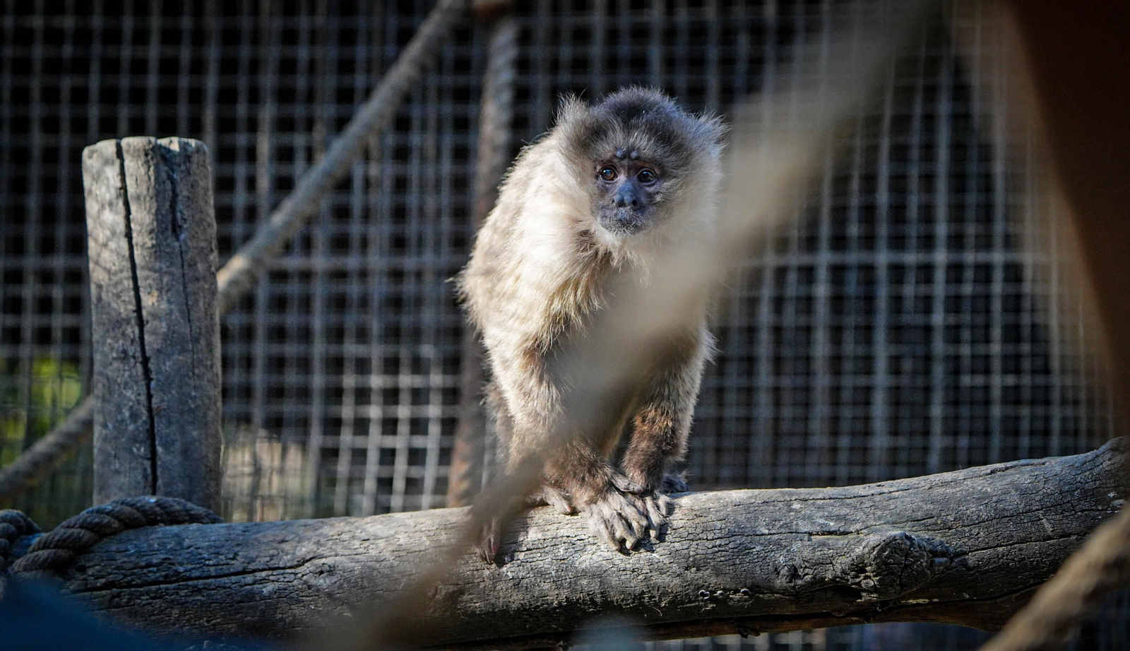 La especial mirada de los animales del Zoo de Jerez
