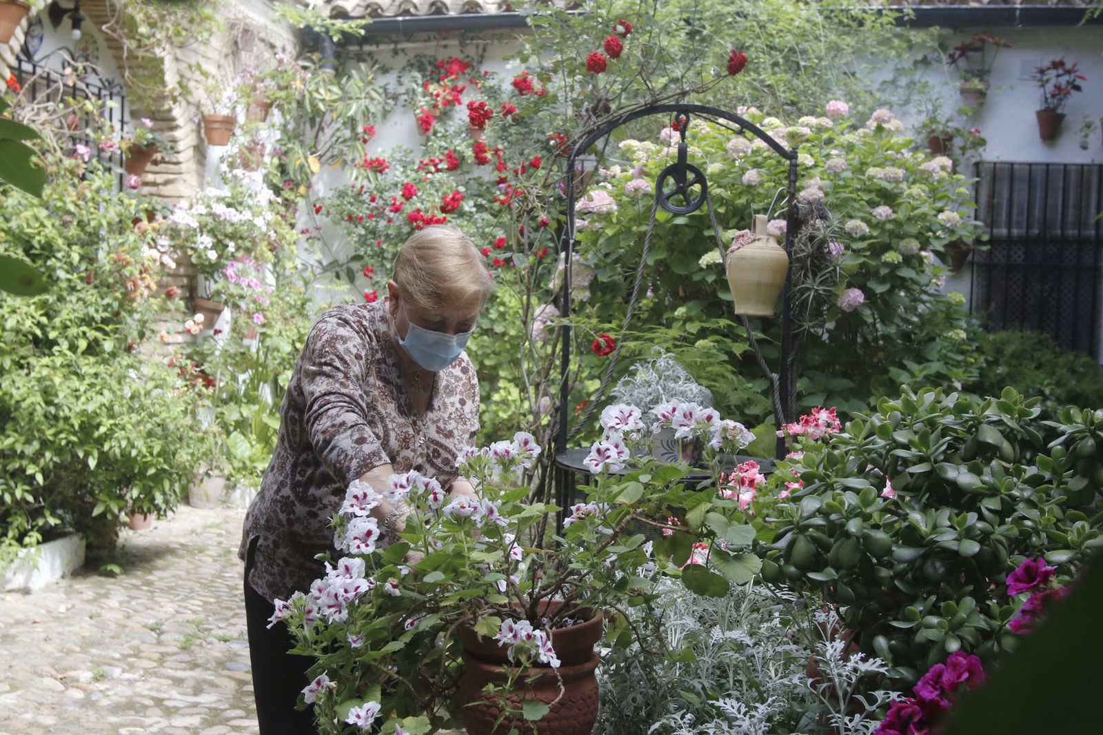 Los Patios de Córdoba en tiempos de crisis: Parras, 6