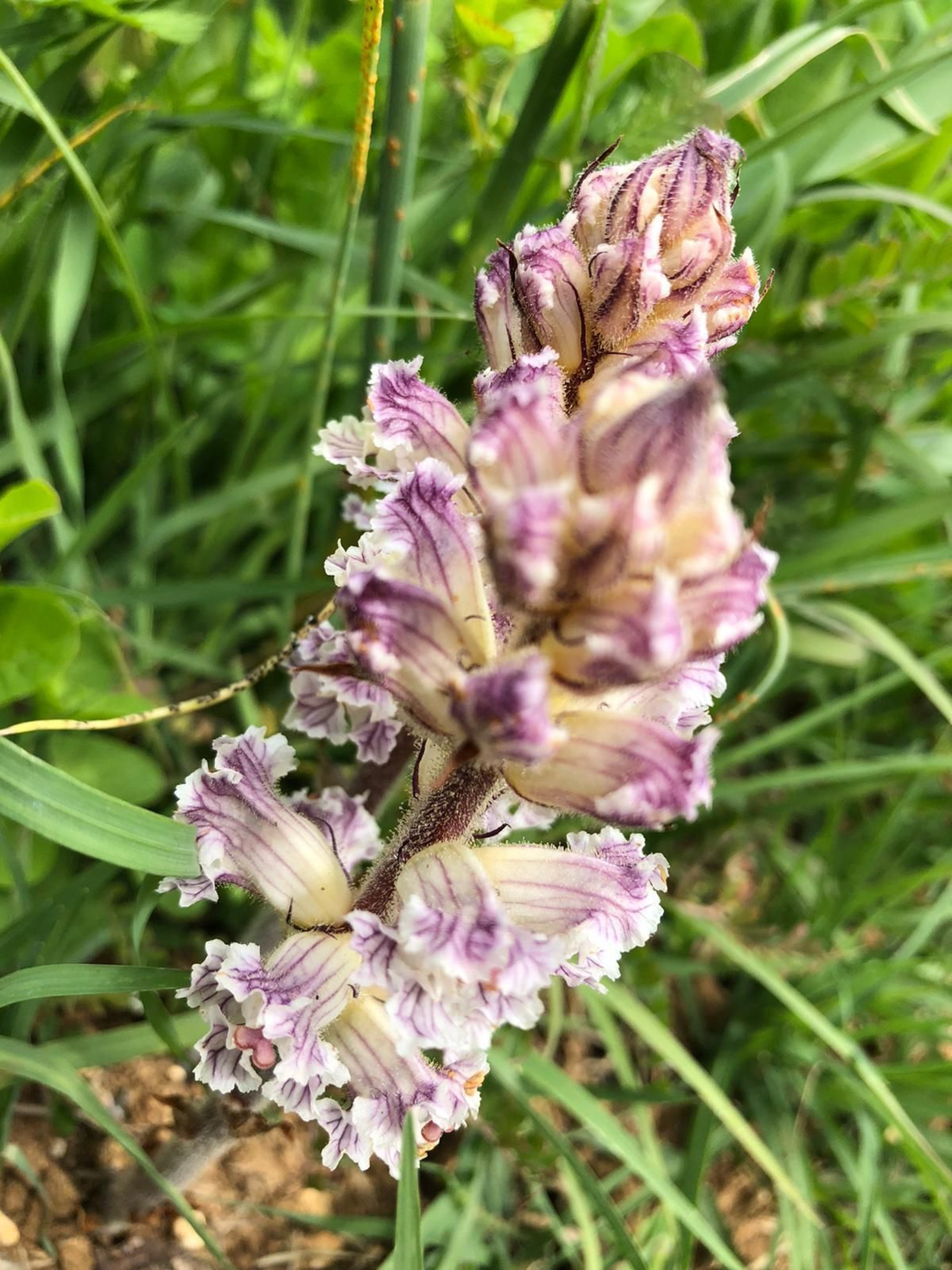 Las fotografías de la primavera en la Campiña de Córdoba