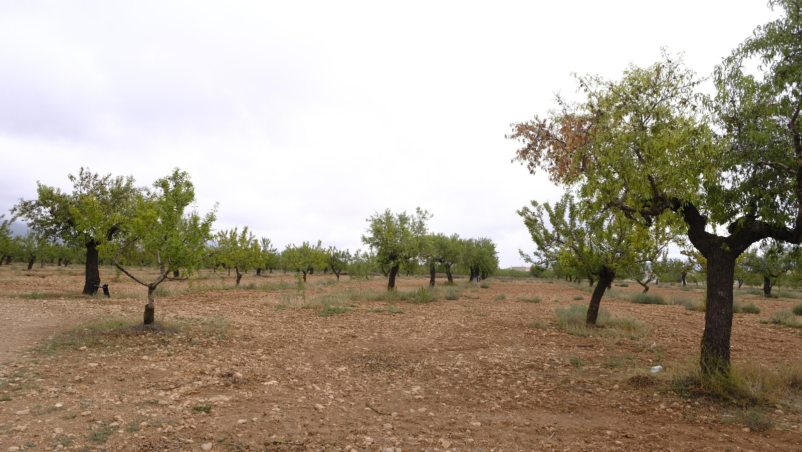Imágenes de la almendra ecológica de Chirivel