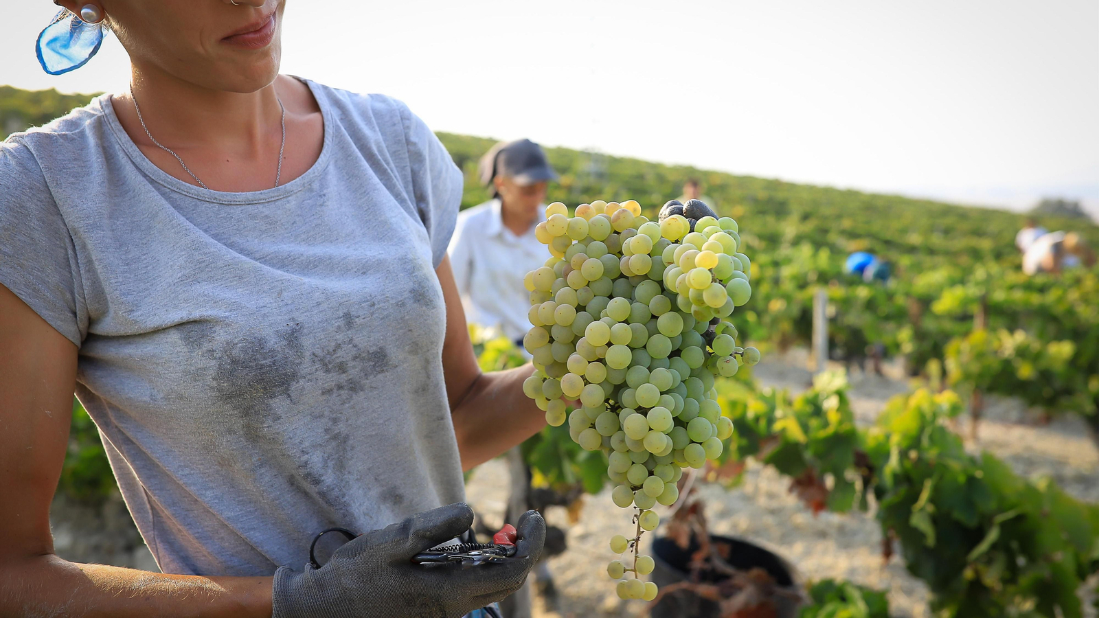 Imágenes de la vendimia de Bodega Estévez