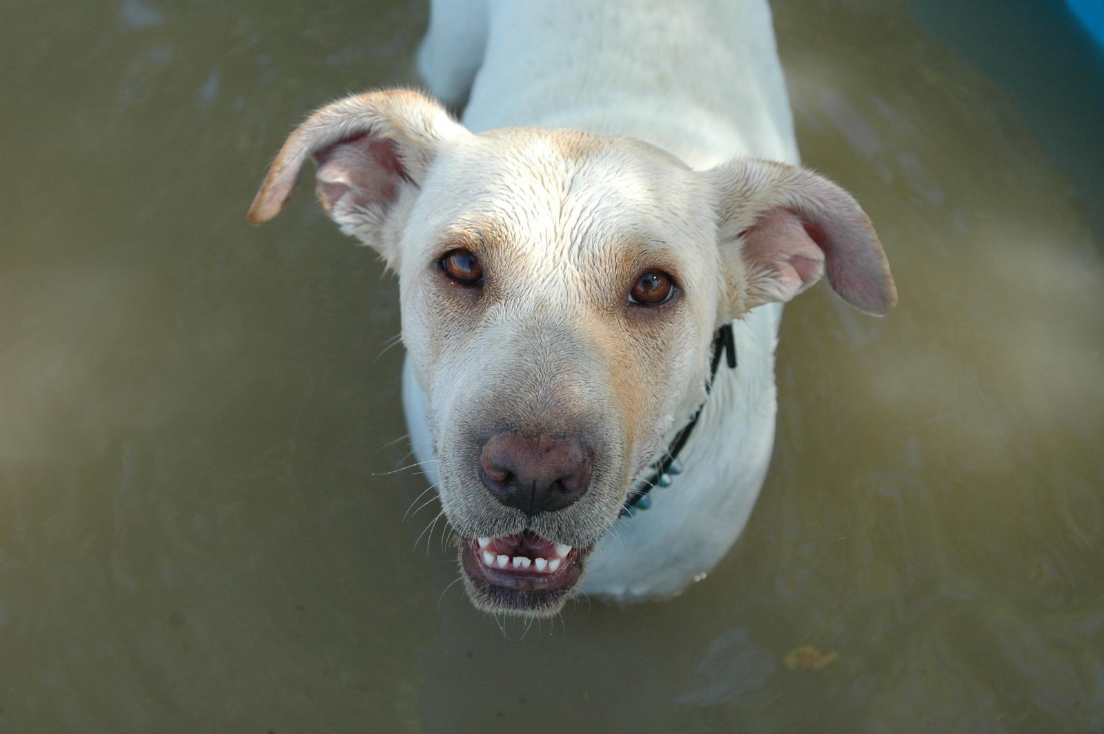 Perro abandonado y atendido por una protectora