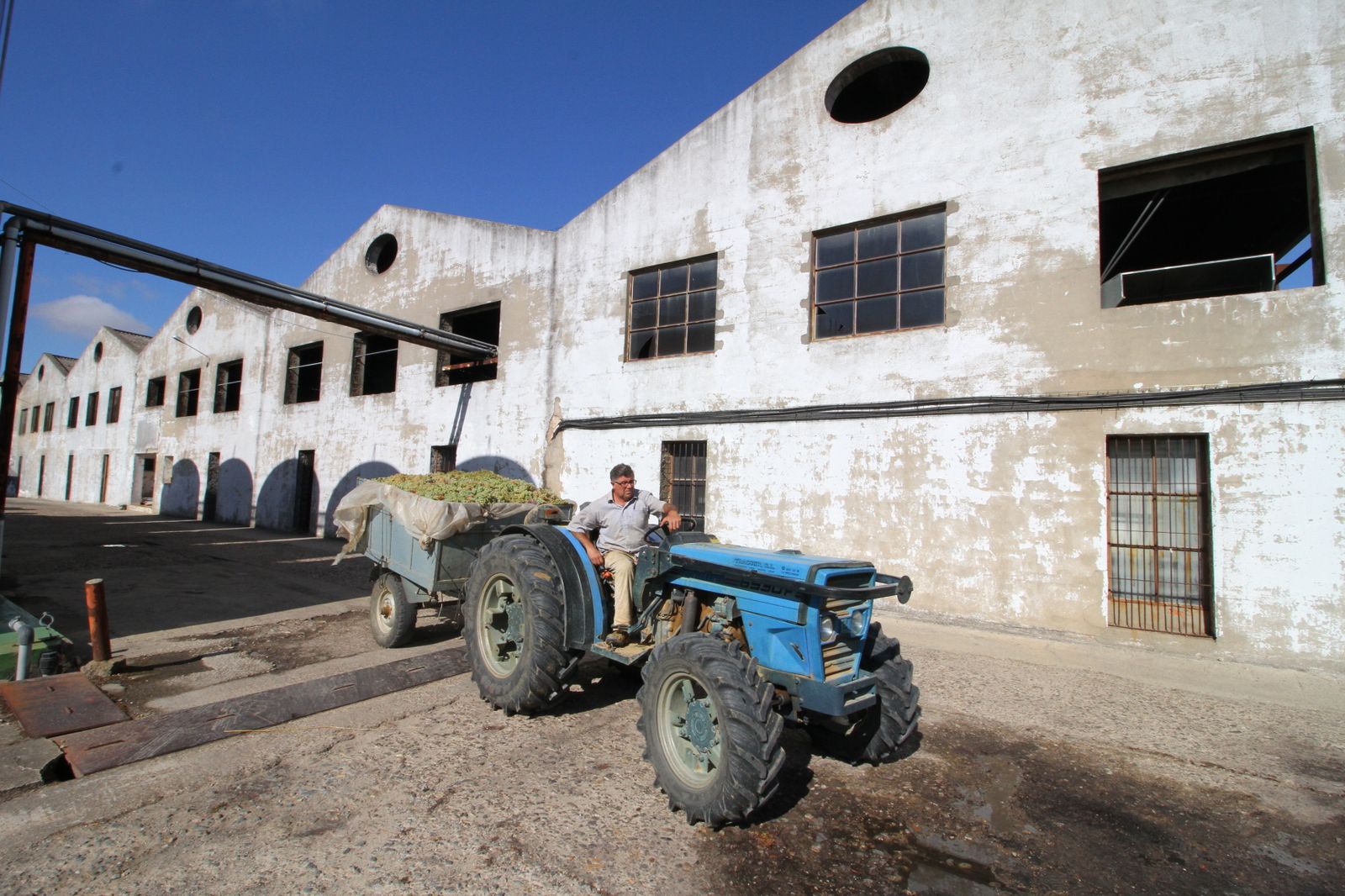 Imágenes de la vendimia en el Condado de Huelva.