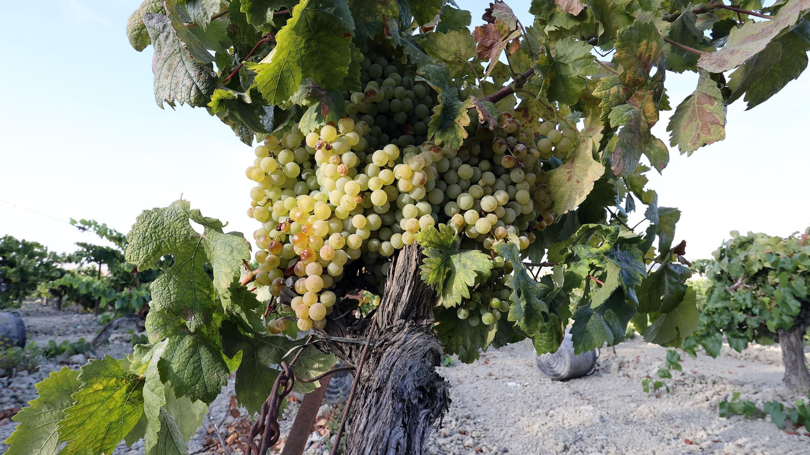 Vendimia de Cayetano del Pino en Jerez