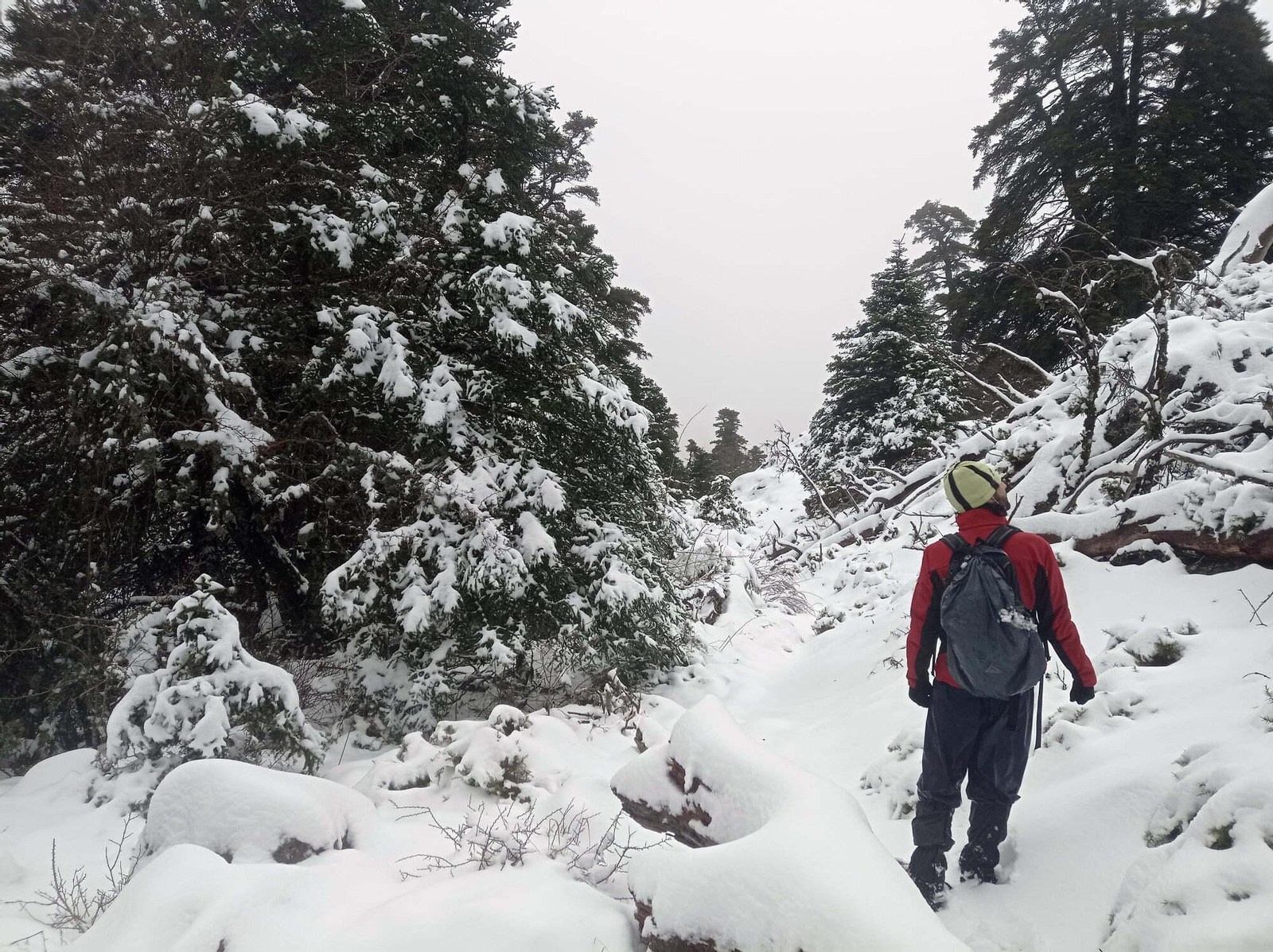Bosque de pinsapos nevados esta mañana