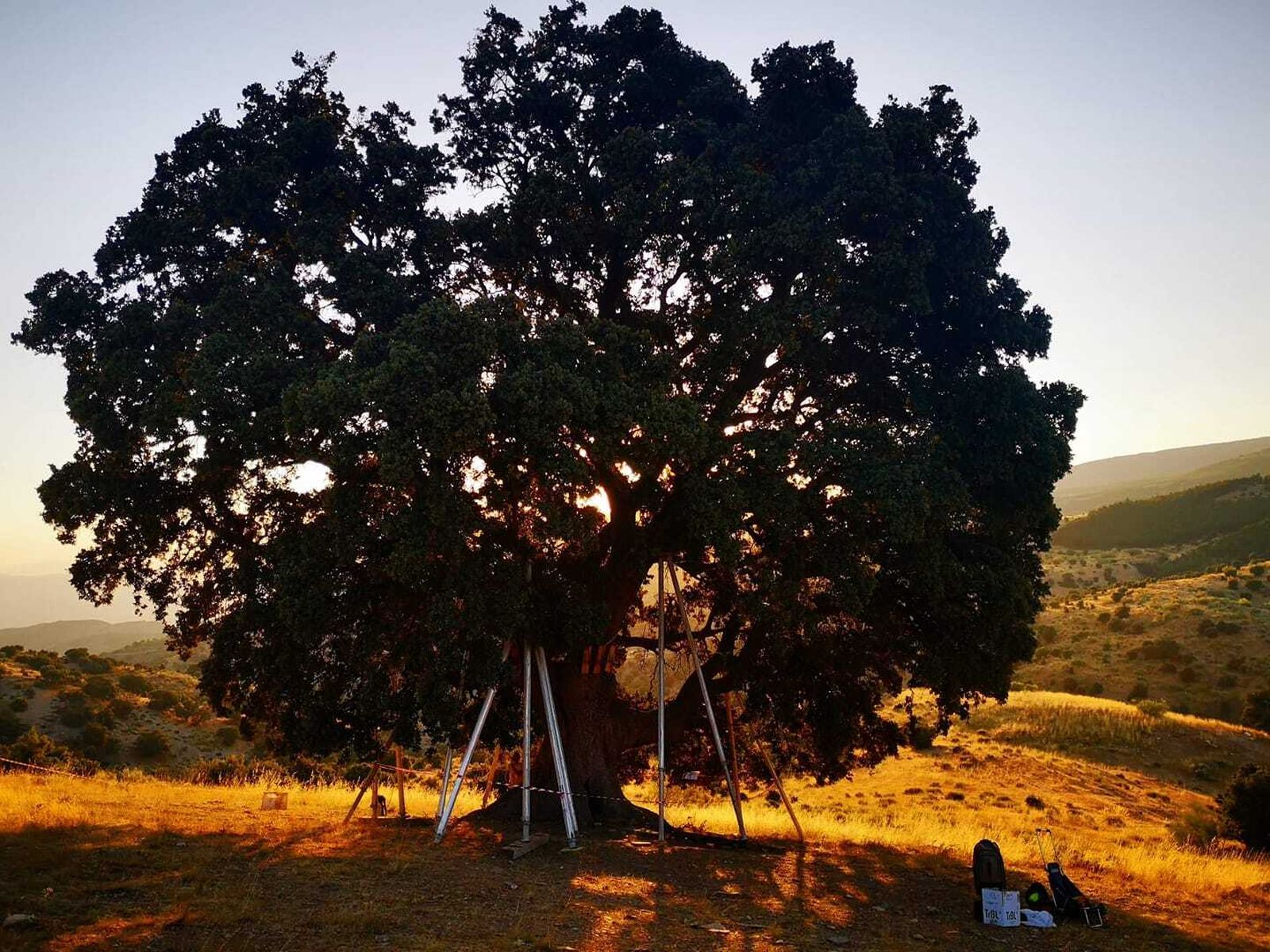 Ya han comenzado los trabajos de poda y apuntalamiento de la Peana.
