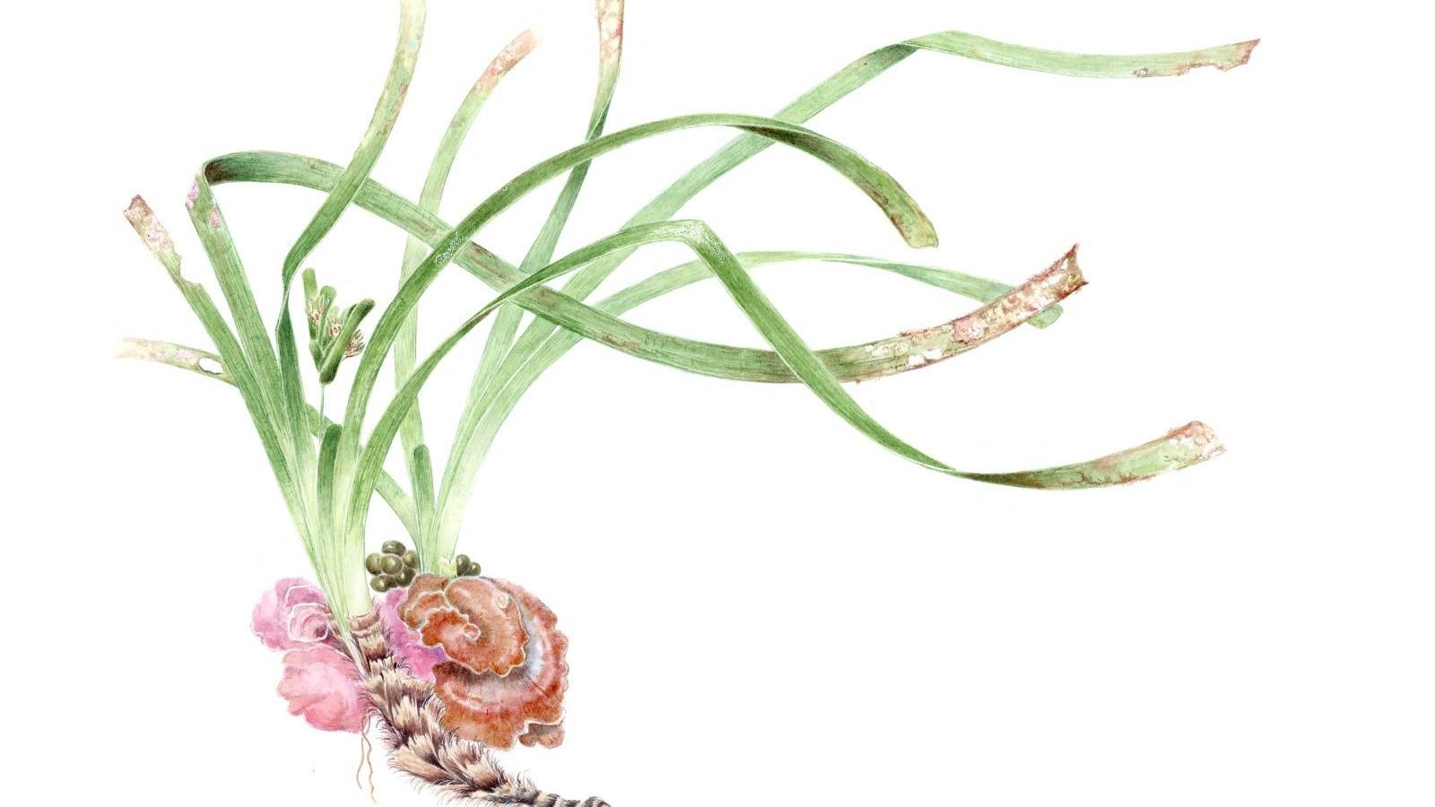 Posidonia Lara Chapuis