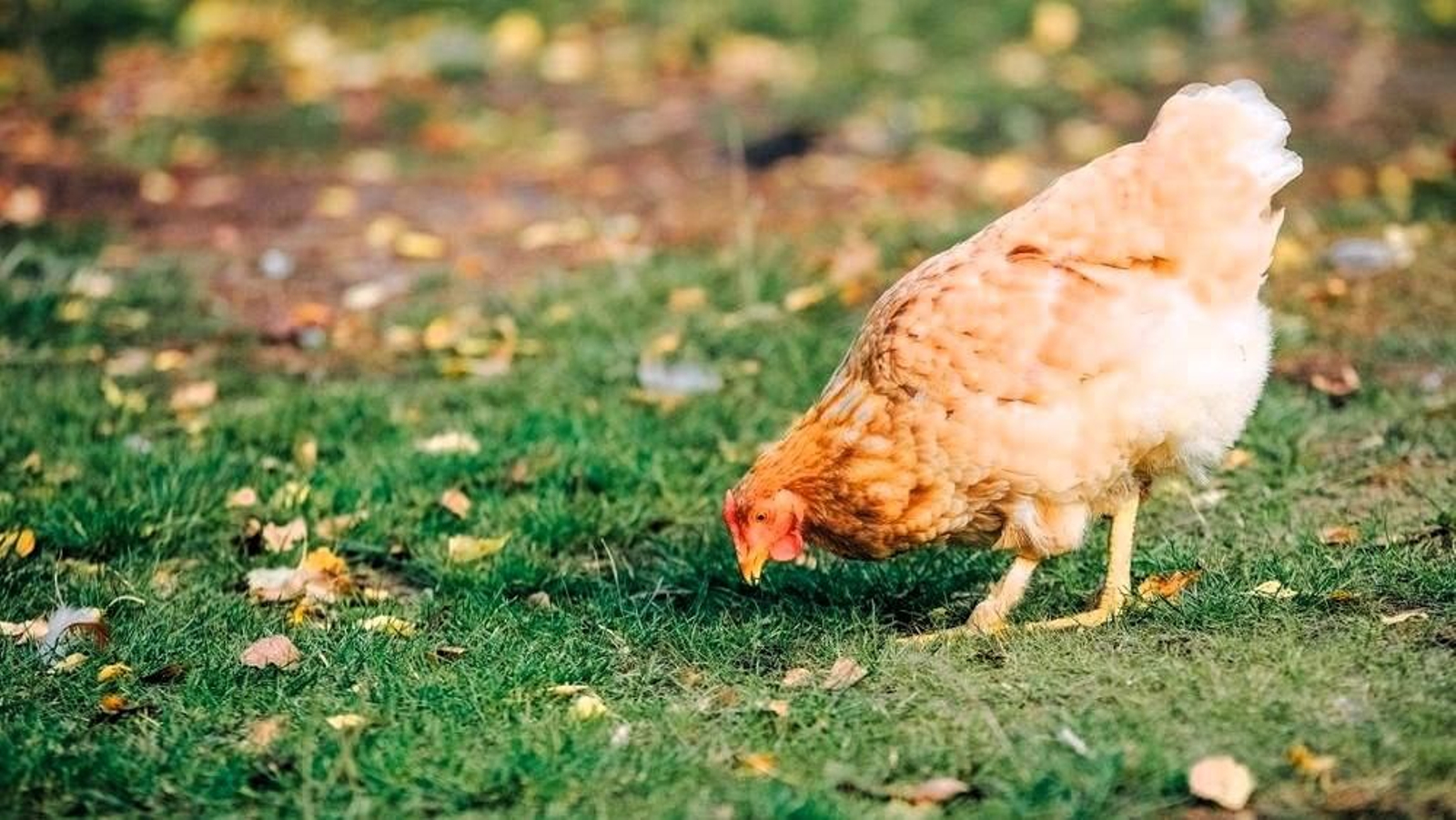 Ave de corral al aire libre.