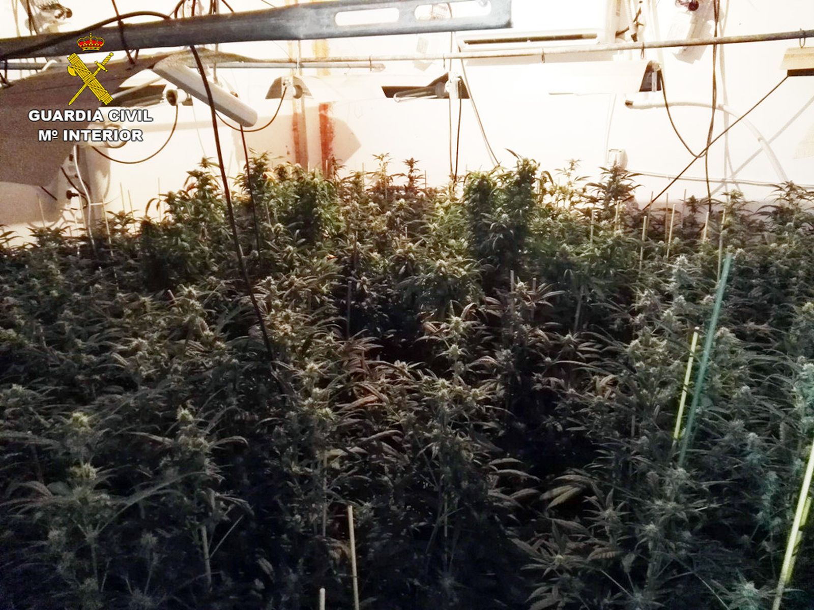 Detalle de la plantación de marihuana 'indoor' desmantelada.