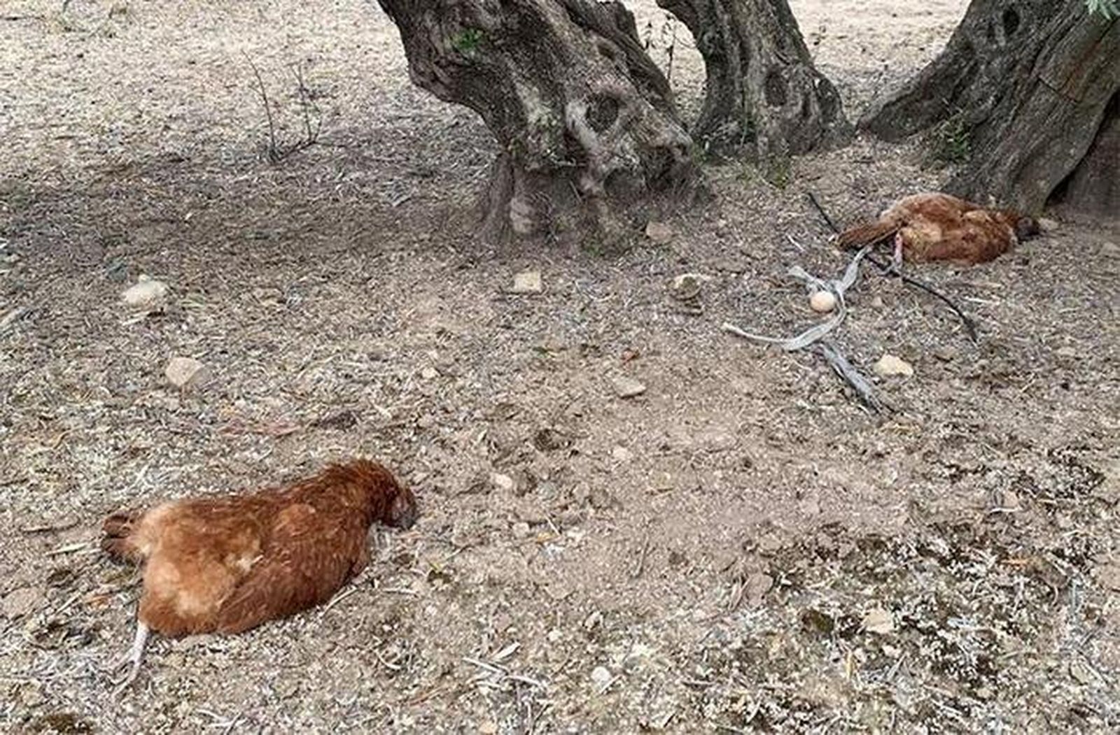 Escalofrimiento suceso en Jaén: violan y matan a 15 gallinas