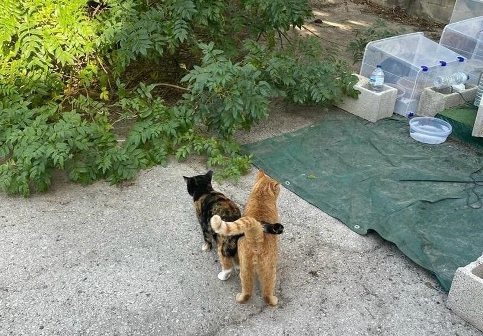 Gatos en una colonia felina.