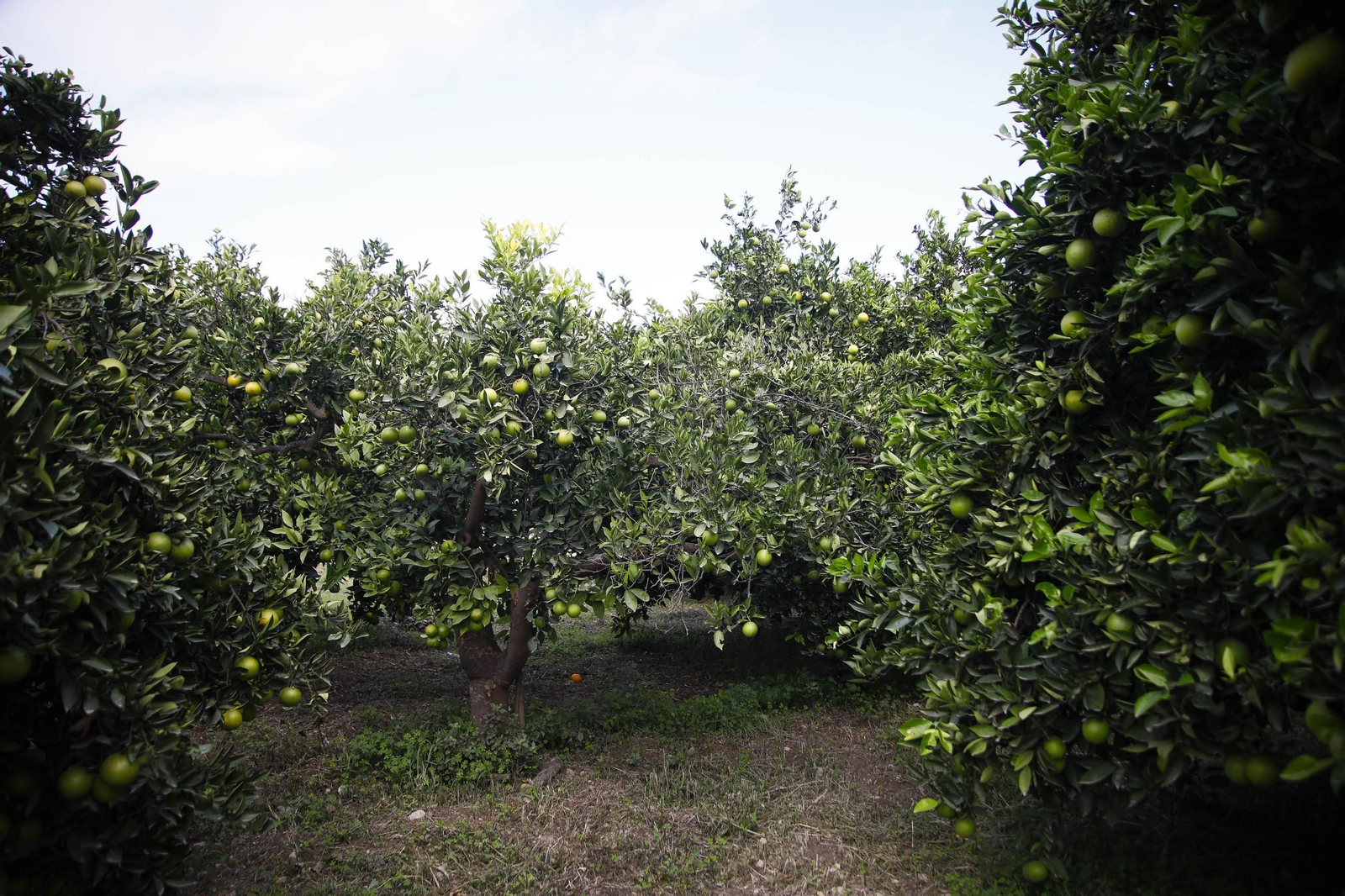 Las naranjas de Íllar, en imágenes
