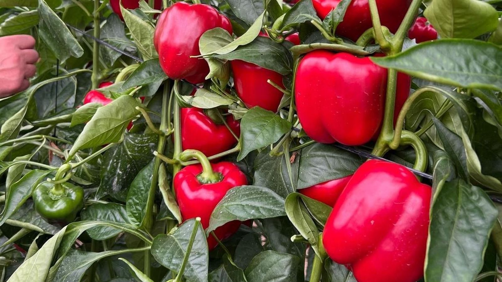 Pimiento de Yuksel Seeds.