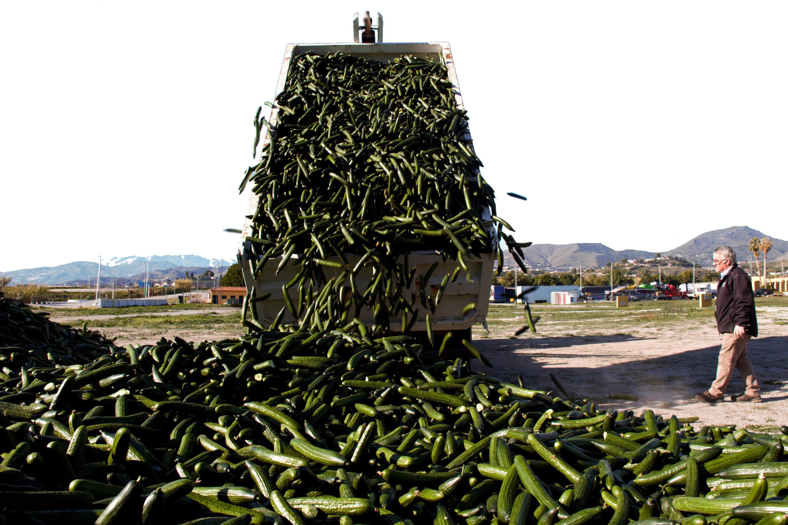 Los agricultores almerienses y granadinos tiraron cerca de un millón de kilos de pepino a final de año.