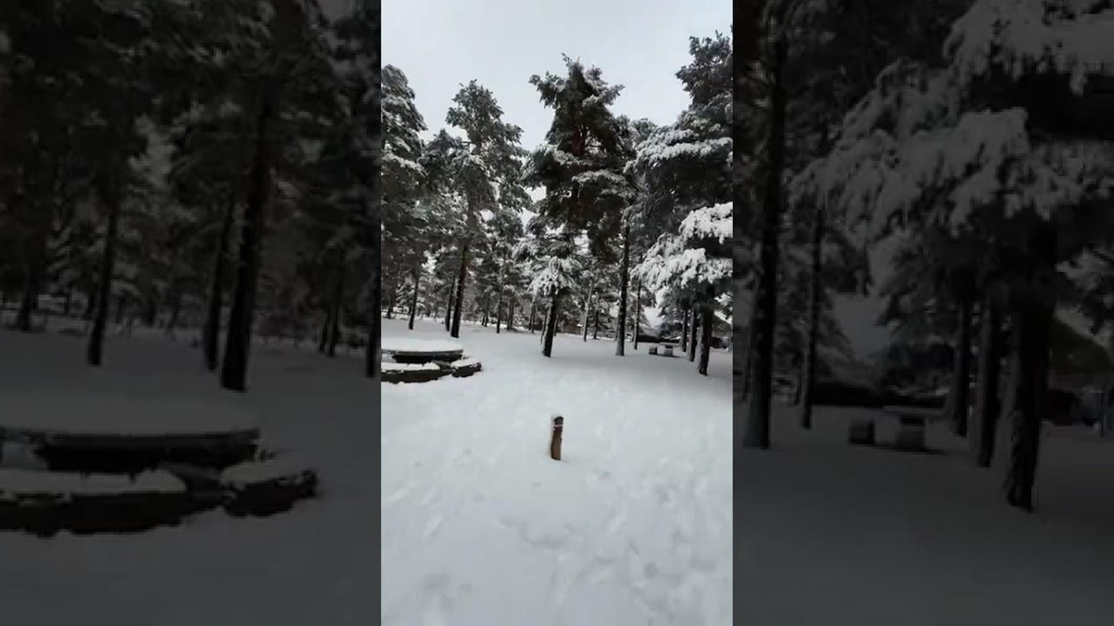 El Puerto de la Ragua nevado