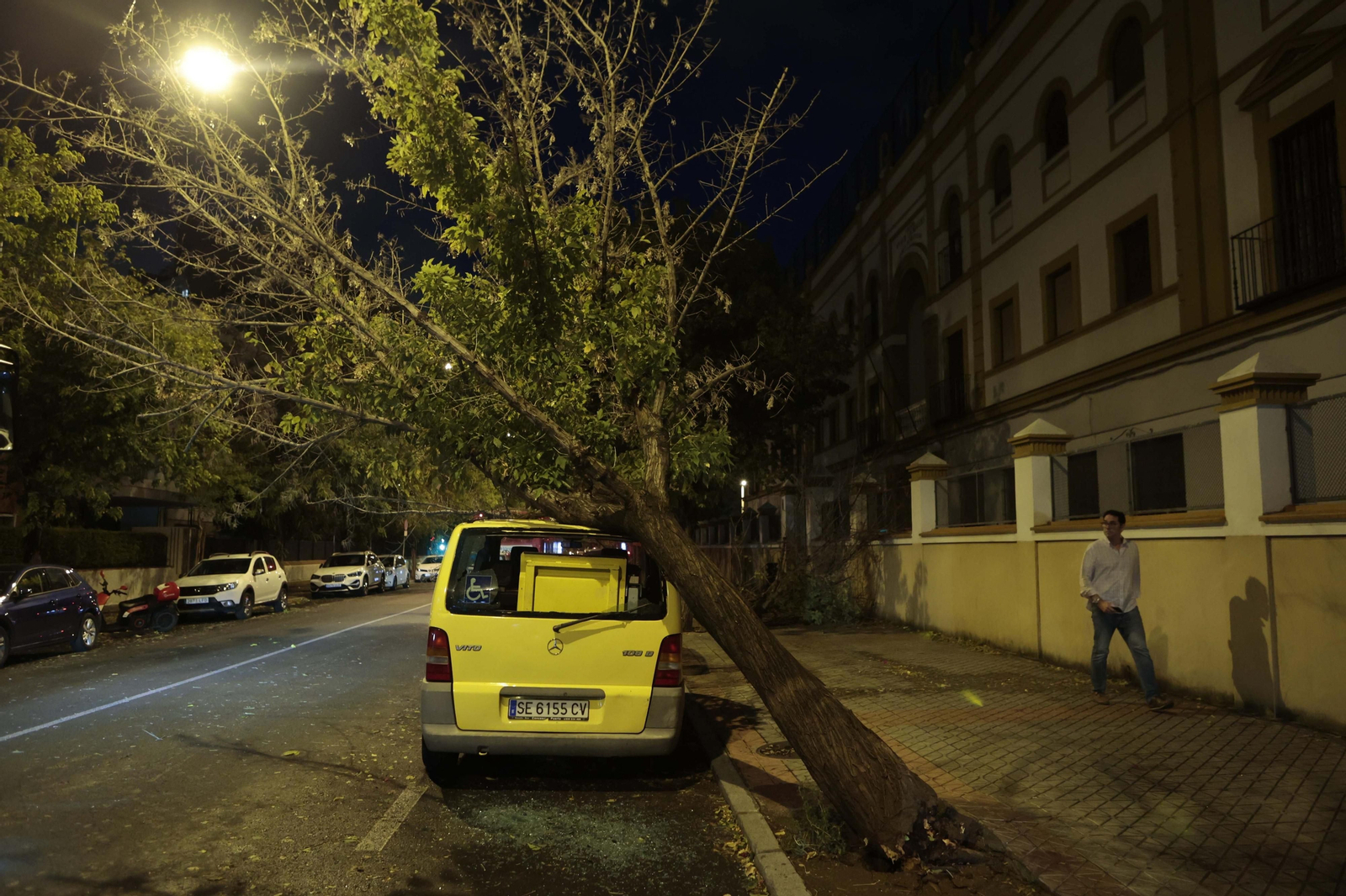 Árboles caídos por el temporal de viento y lluvia
