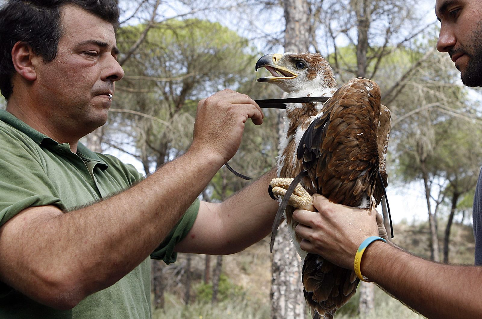 Dos biólogos miden a la cría un ejemplar de águila imperial en Doñana.