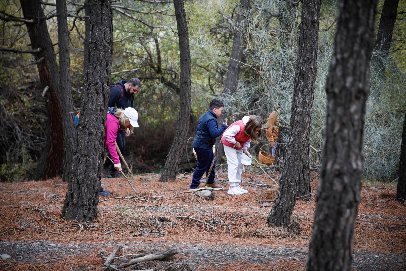 La ruta recolectora de setas en Abla por las XIX Jornadas Micológicas, en imágenes