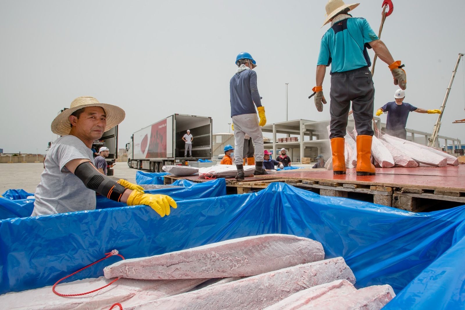 Petaca descarga cinco toneladas de atún de la almadraba de Barbate en la Zona Franca