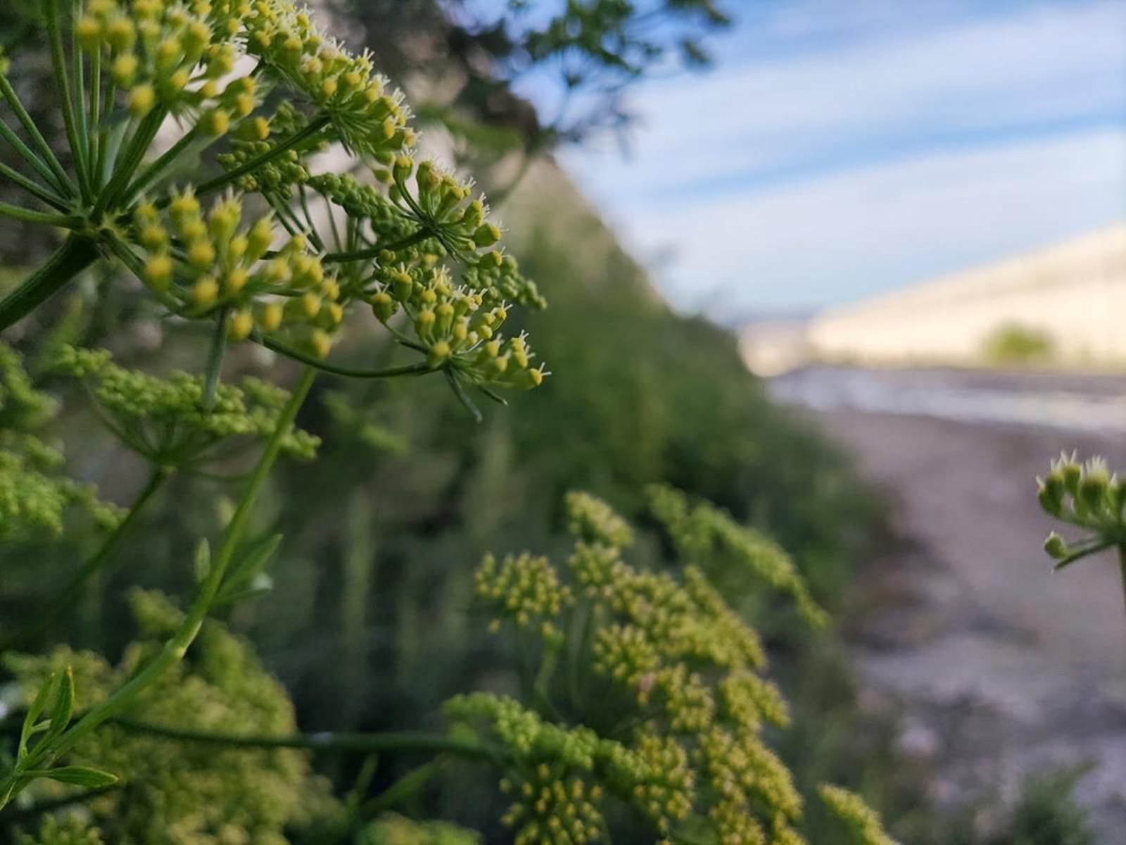 Control conservativo para mejorar el control biológico de plagas.