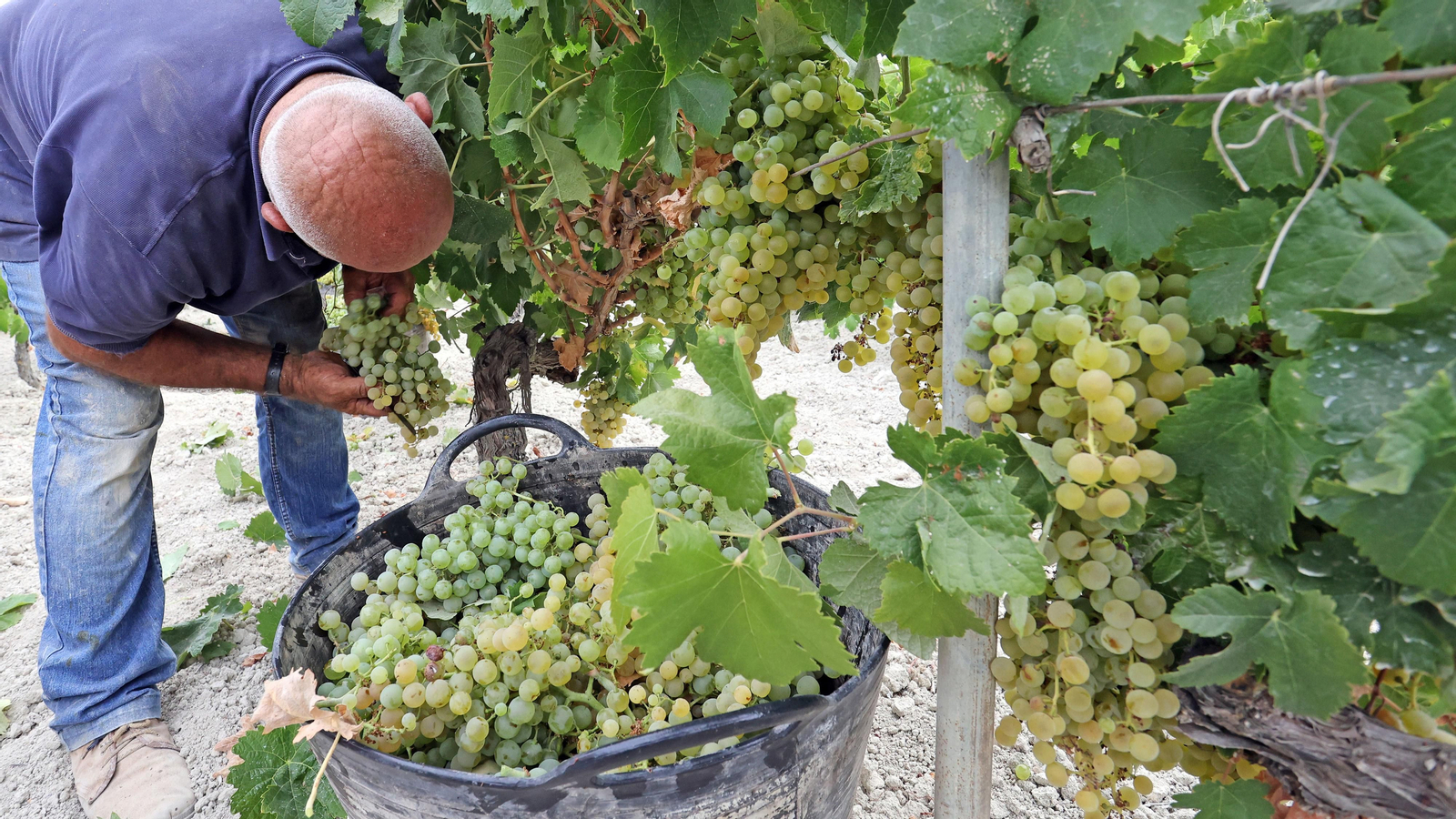 Vendimia a mano en Viña el Candelero en Jerez