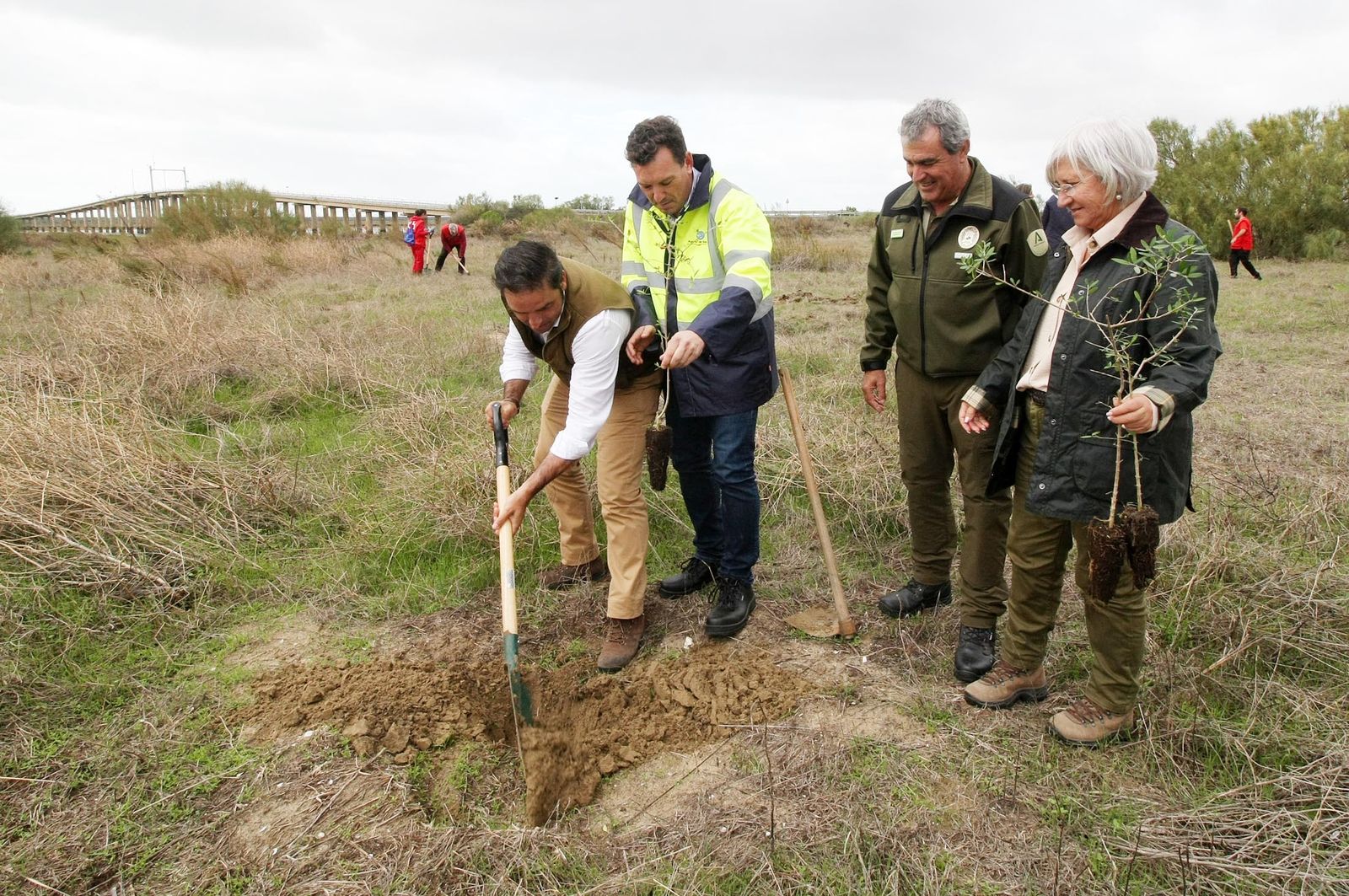 Imágenes de la plantación de árboles en los Llanos de Bacuta, en el Paraje Natural Marismas del Odiel, Huelva