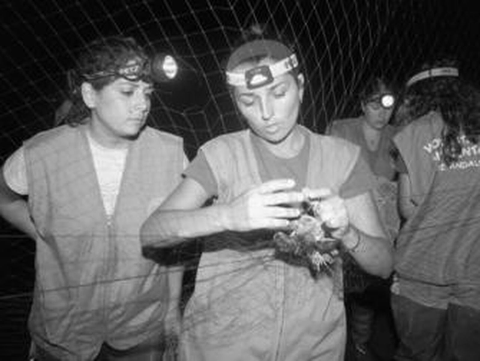 Se buscan voluntarios para anillar aves en Marismas del Odiel