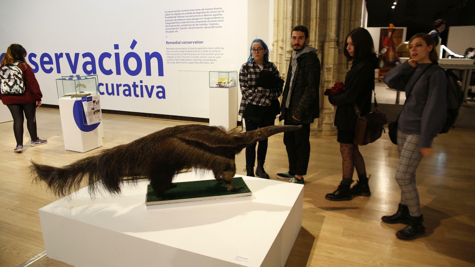 Este oso hormiguero forma parte de las colecciones de la UGR.