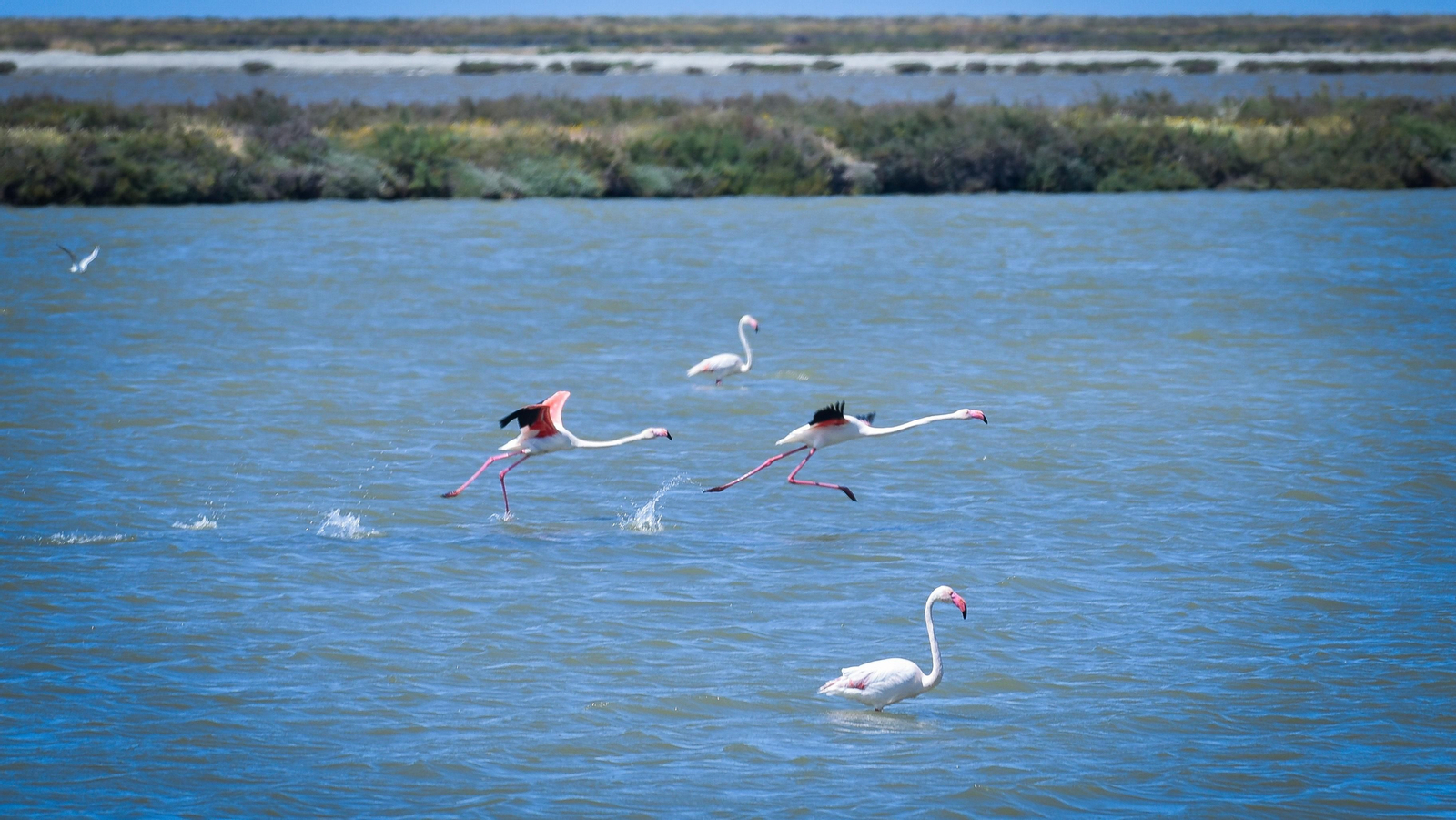 Imágenes de la finca Veta la Palma