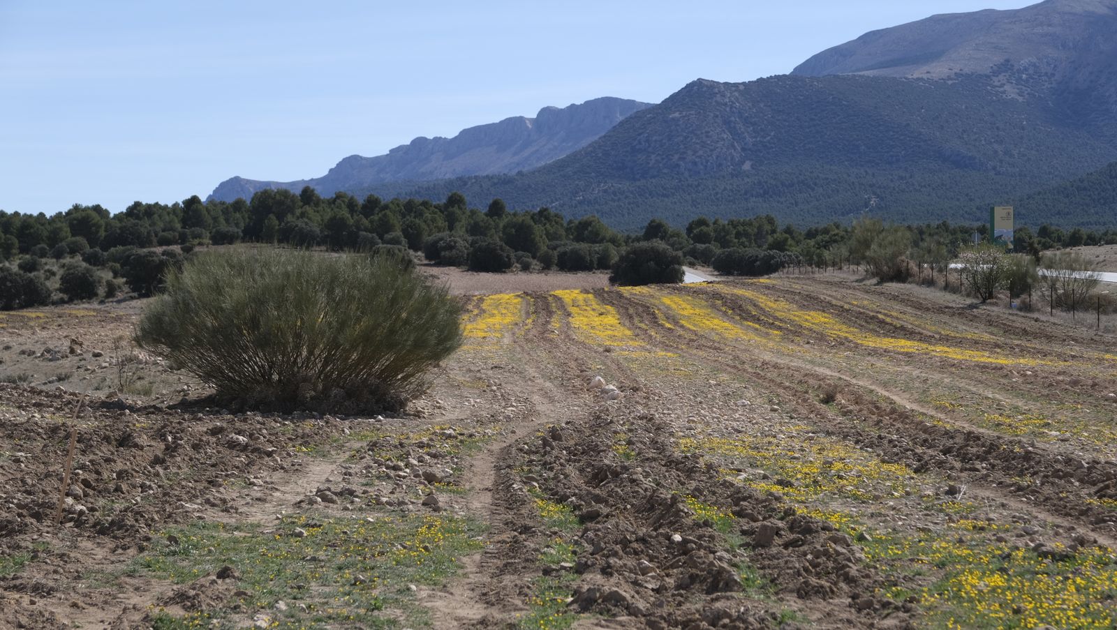 Cajamar pone 'la primera planta' para la reforestación de Sierra María-Los Vélez