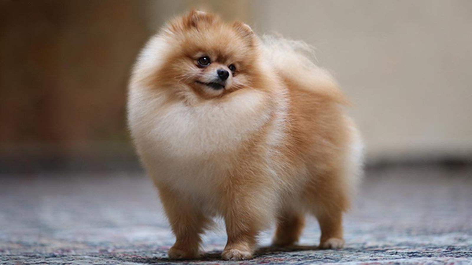 Pomerania