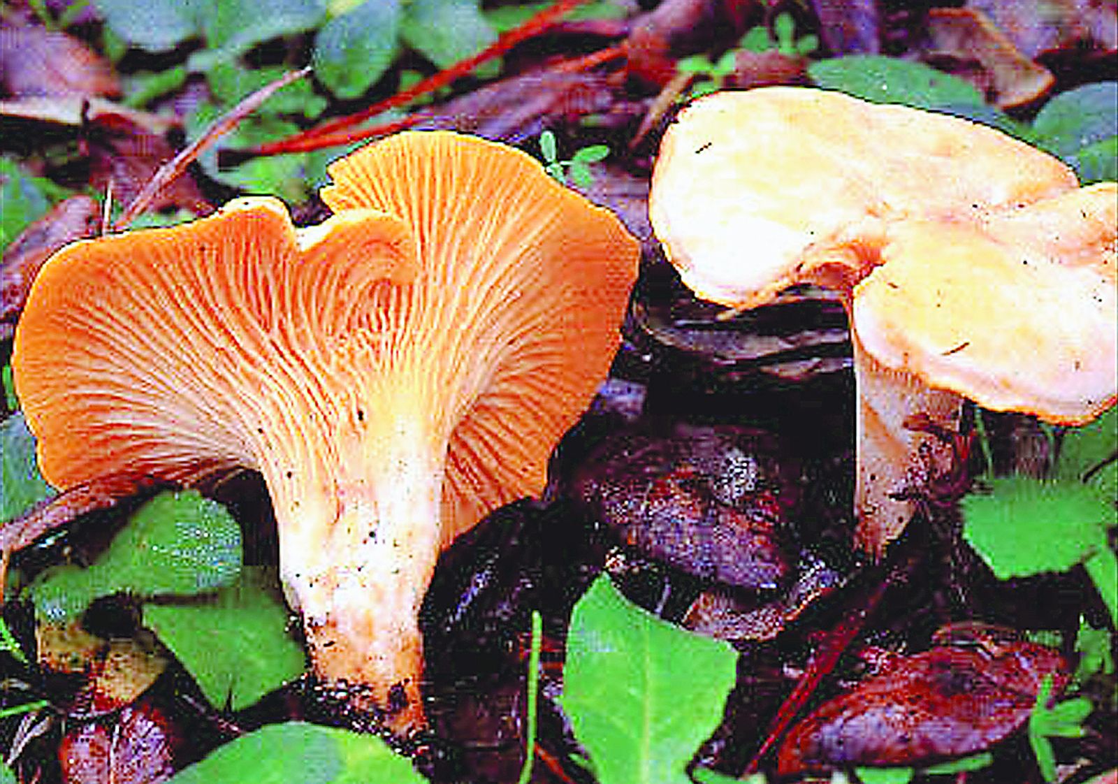 Alteración de la capa superficial del suelo