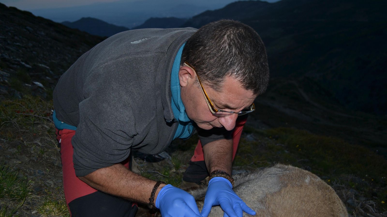 Tomando muestras de piel de un ejemplar.