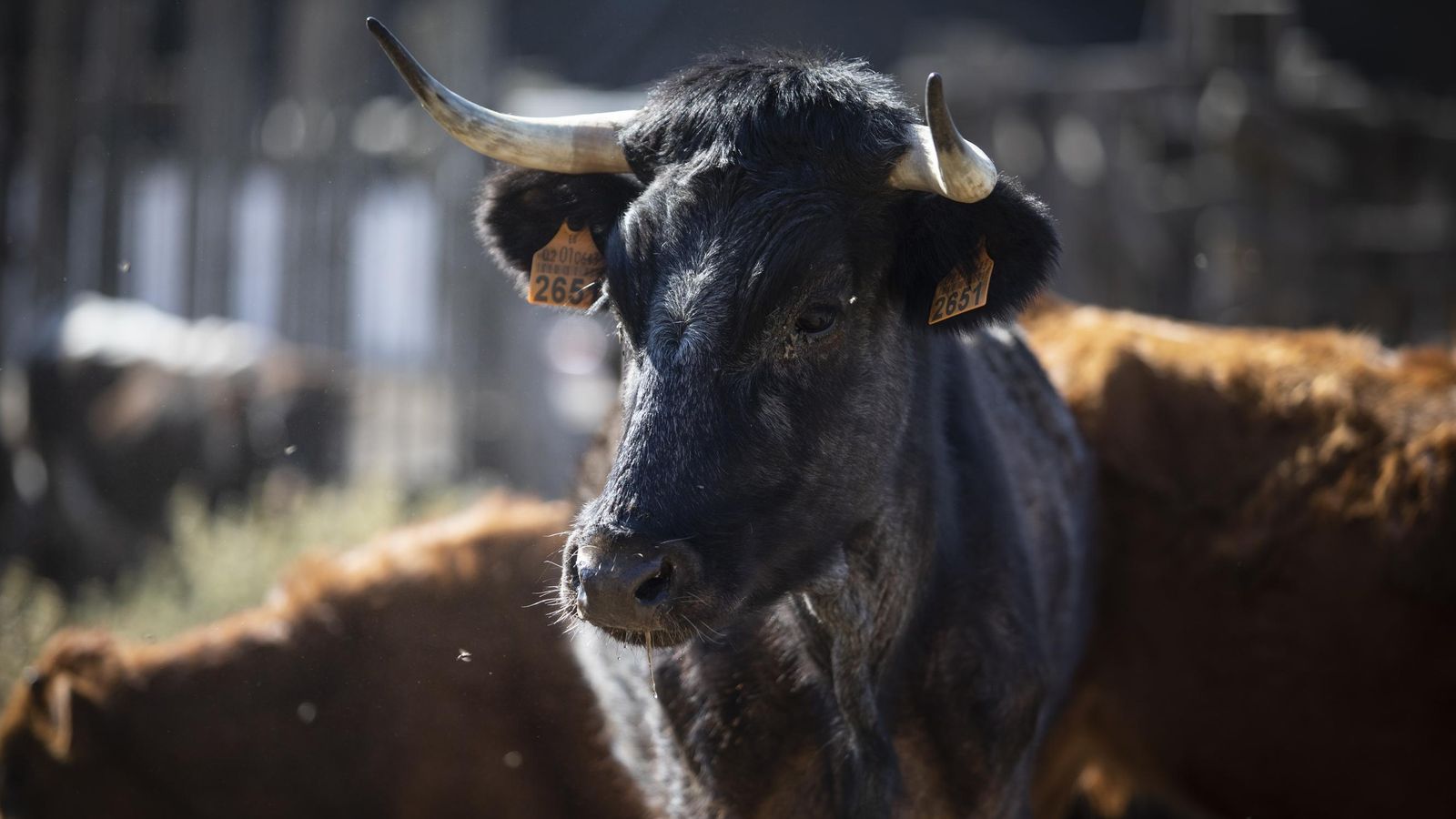 Los astifinos pitones de las reses de Rodríguez Balderas