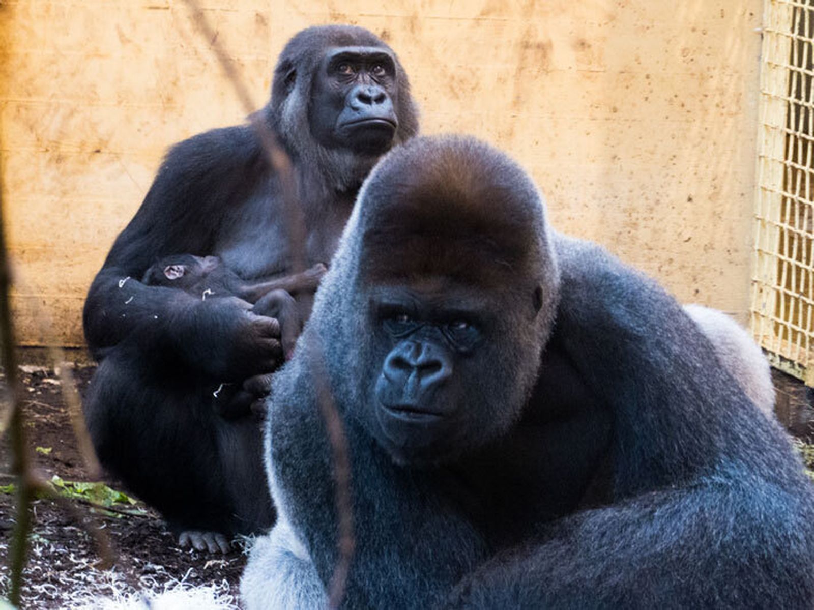 Proyecto Gran Simio denuncia traslado de gorila de Cabárceno a zoo de Praga