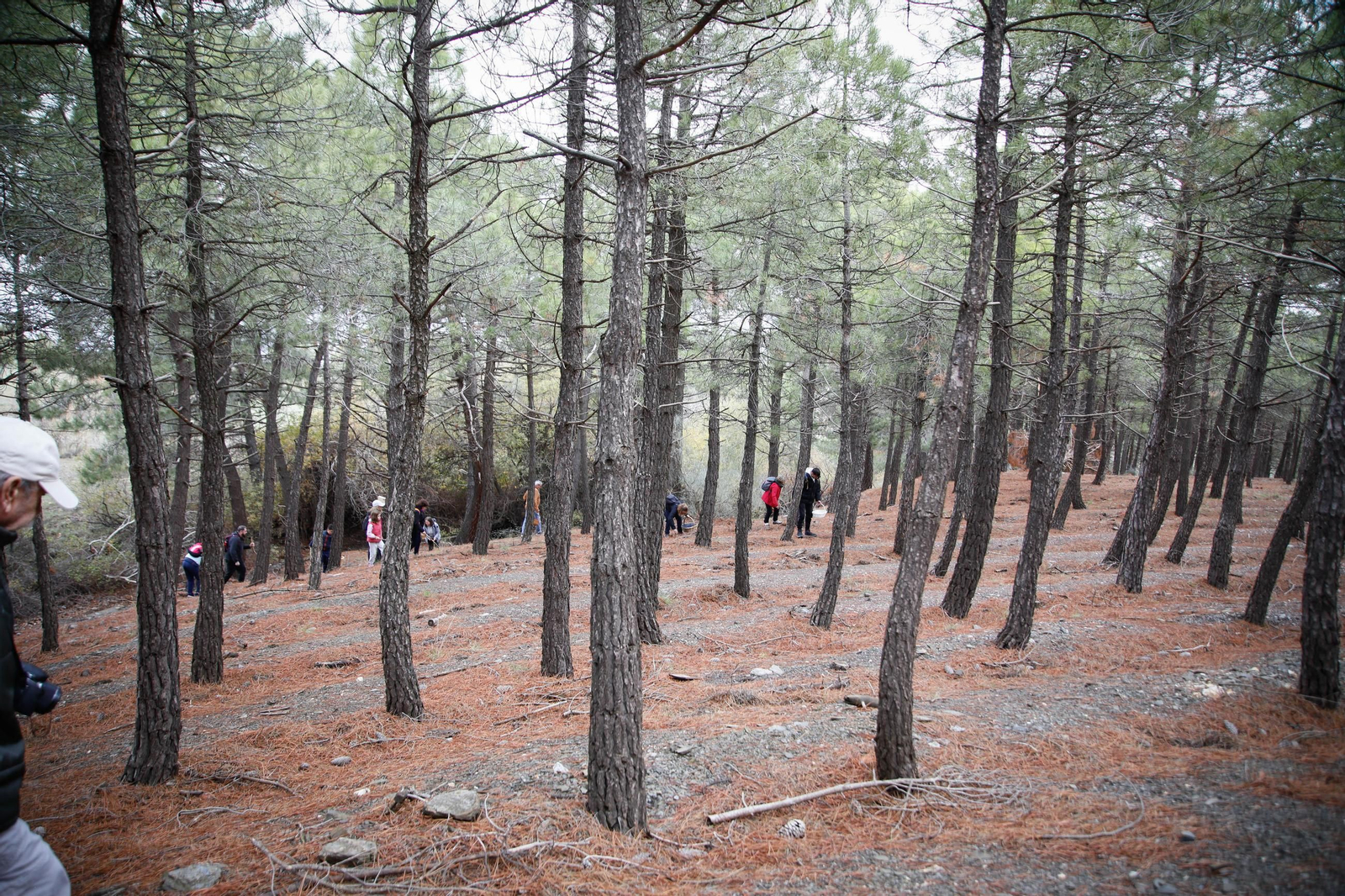 La ruta recolectora de setas en Abla por las XIX Jornadas Micológicas, en imágenes