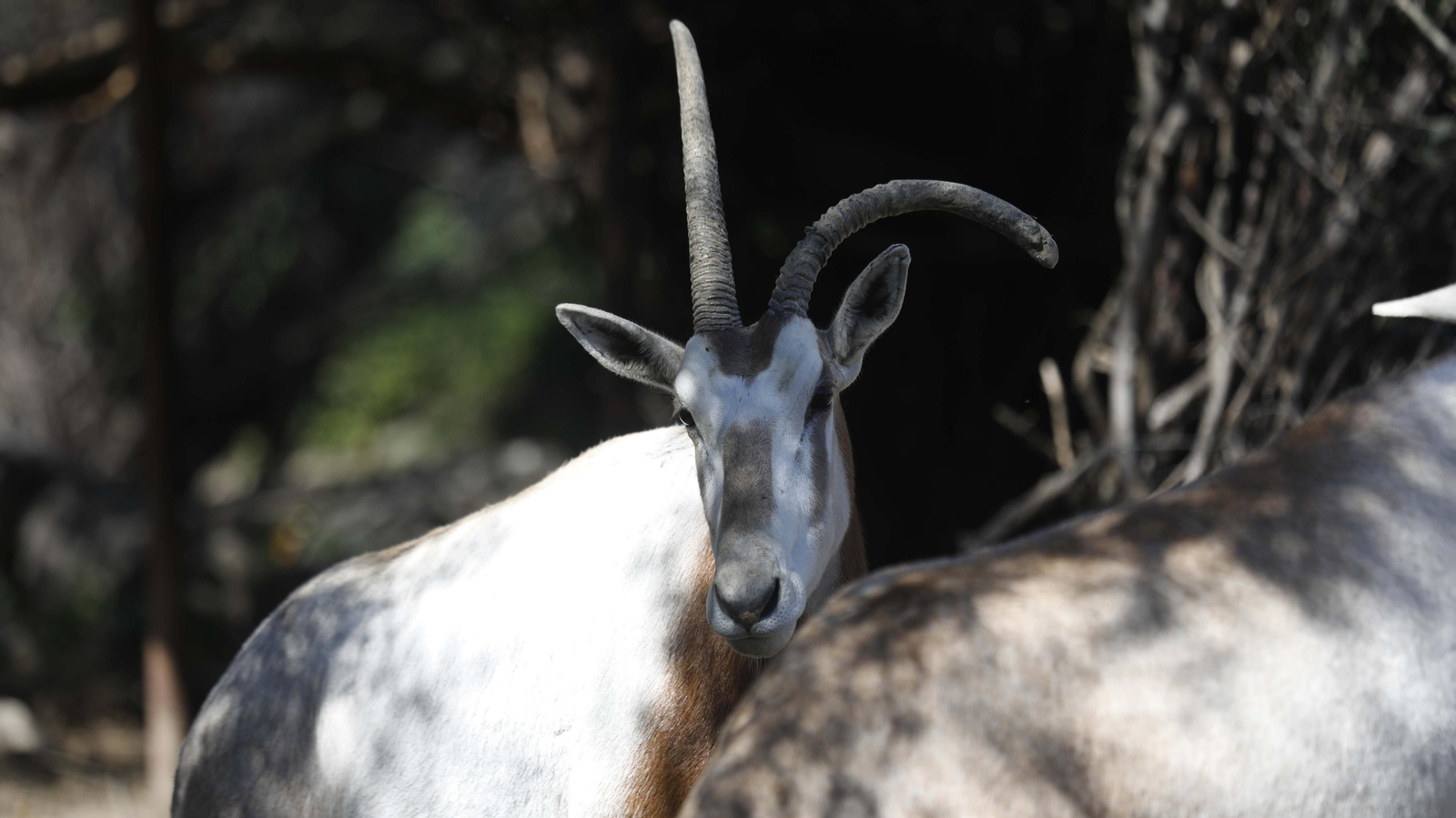 Las fotos del tigre de bengala, en la reserva "La pequeña África"