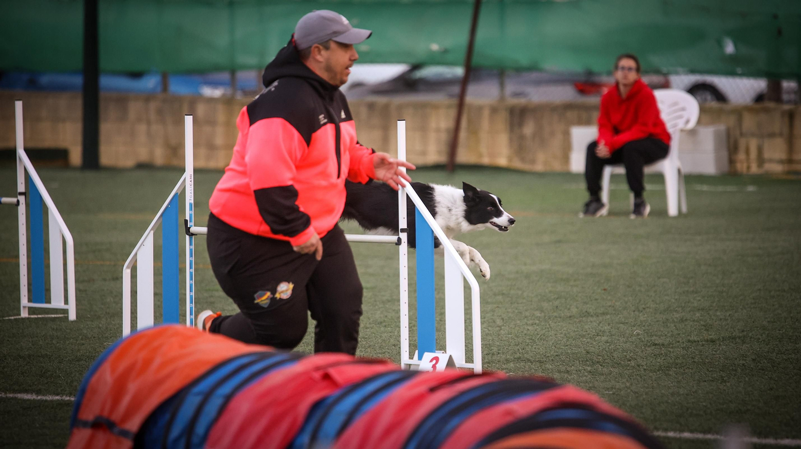 Habilidad canina en la prueba puntuable para el Campeonato de España de 'Agility' celebrado en Jerez Espectaculares las pruebas de disciplina canina puntuables para el Campeonato de España de Agility